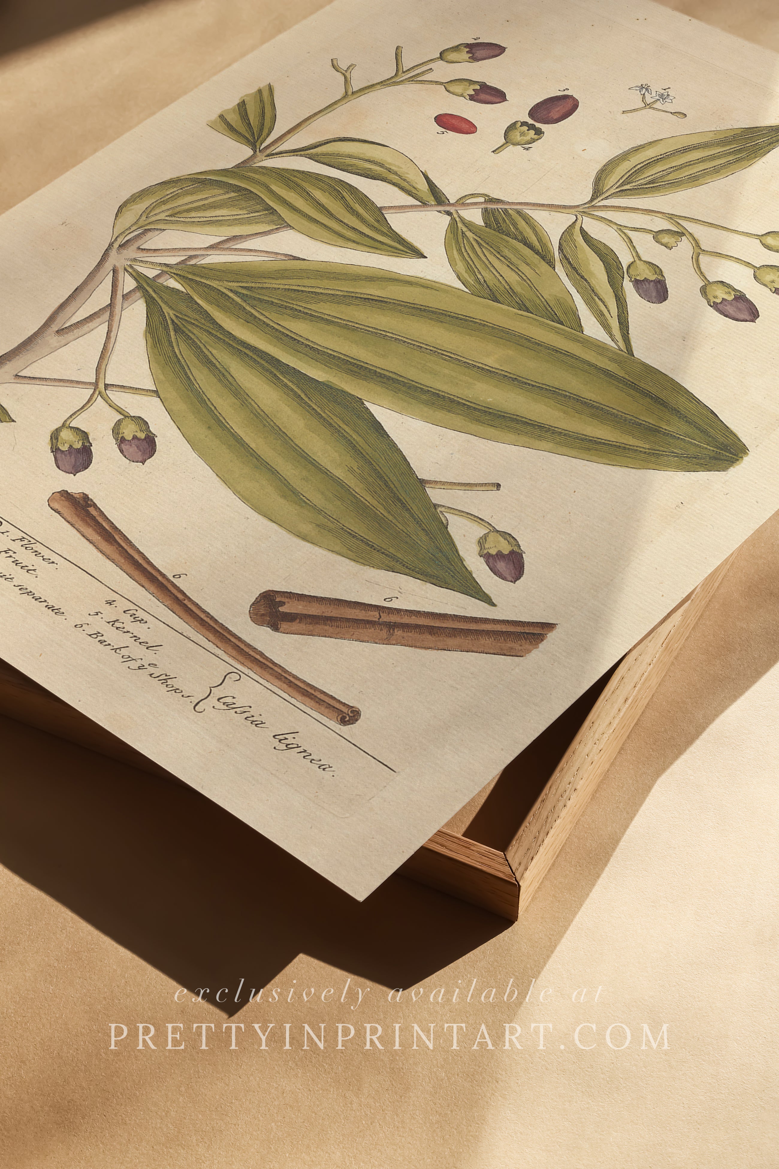 Vintage botanical art print, antique floral illustration, collectible wall decor for home or office