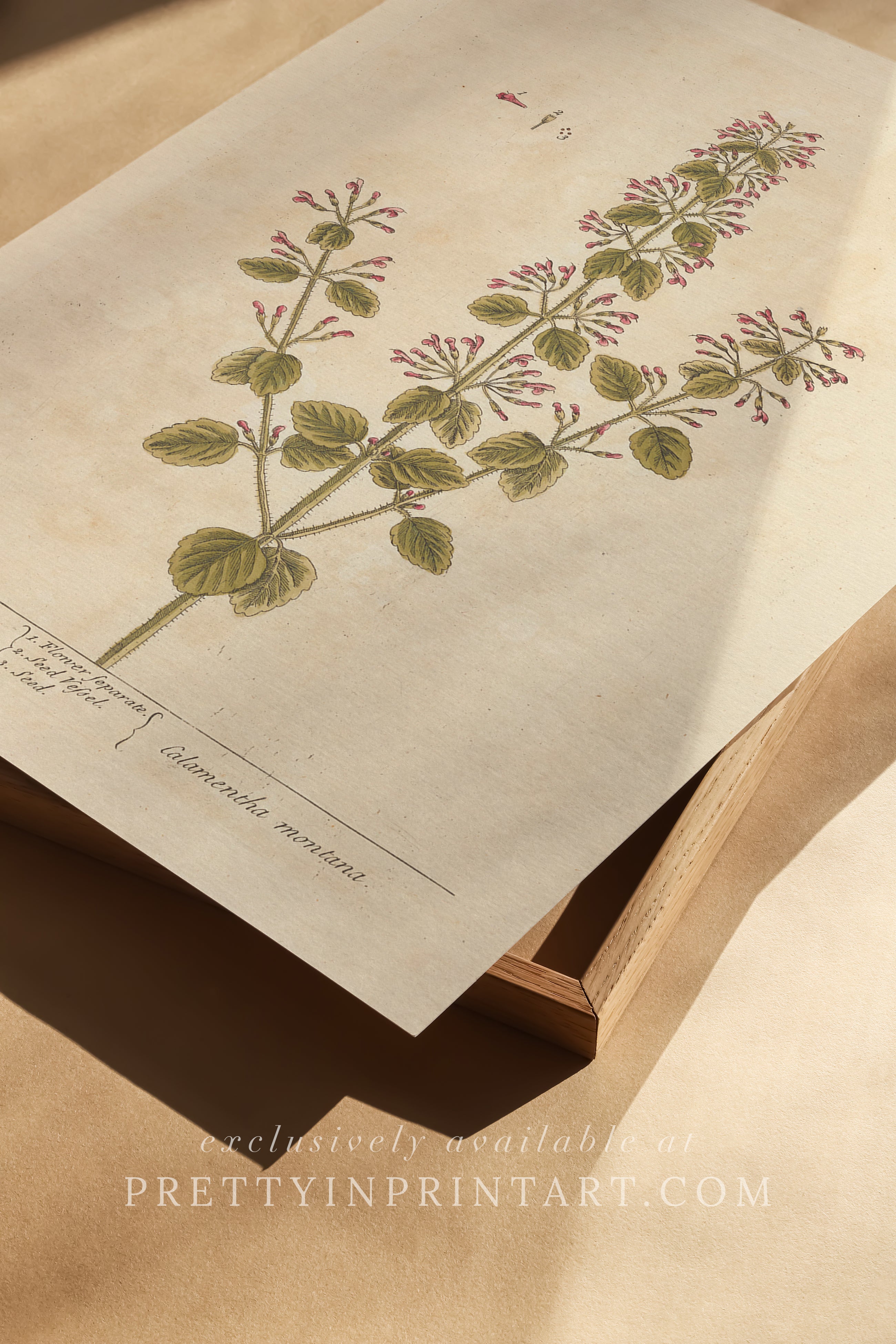 Antique botanical art print, vintage floral artwork, perfect collectible gift for plant and garden enthusiasts