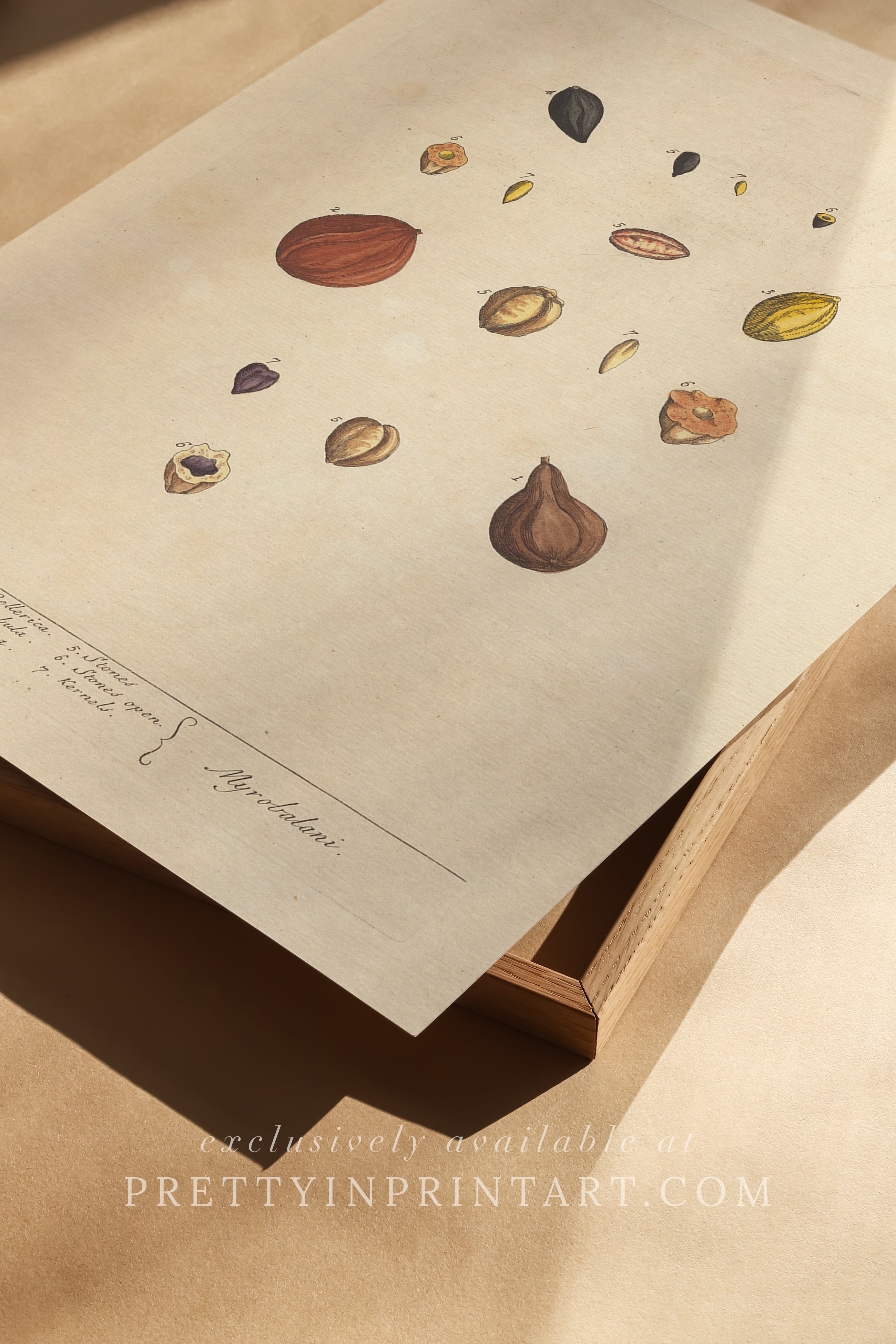 Antique botanical art print, vintage floral artwork, perfect collectible gift for plant and garden enthusiasts