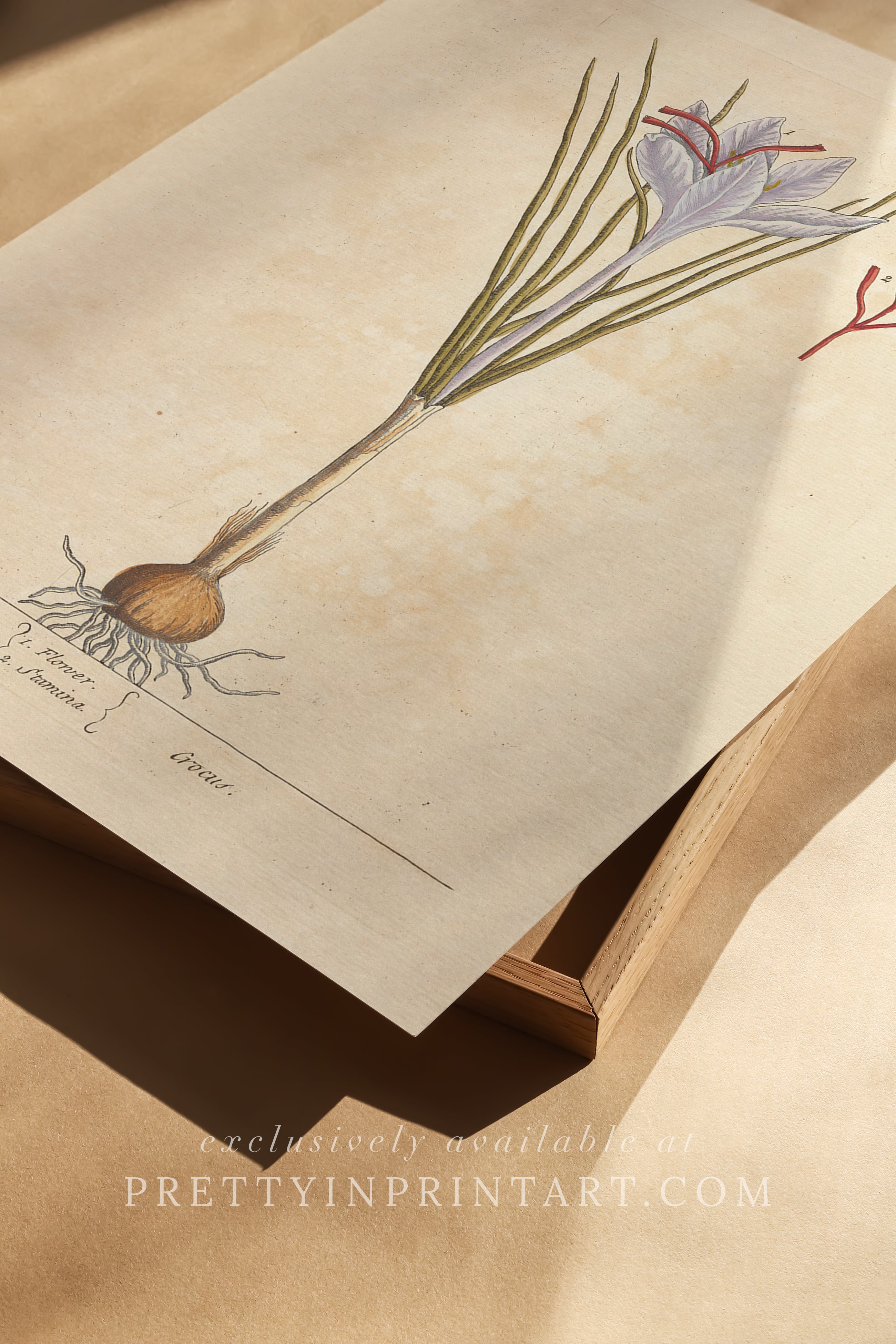 Vintage herb and flower illustration print, antique botanical artwork, elegant wall decor for home or study