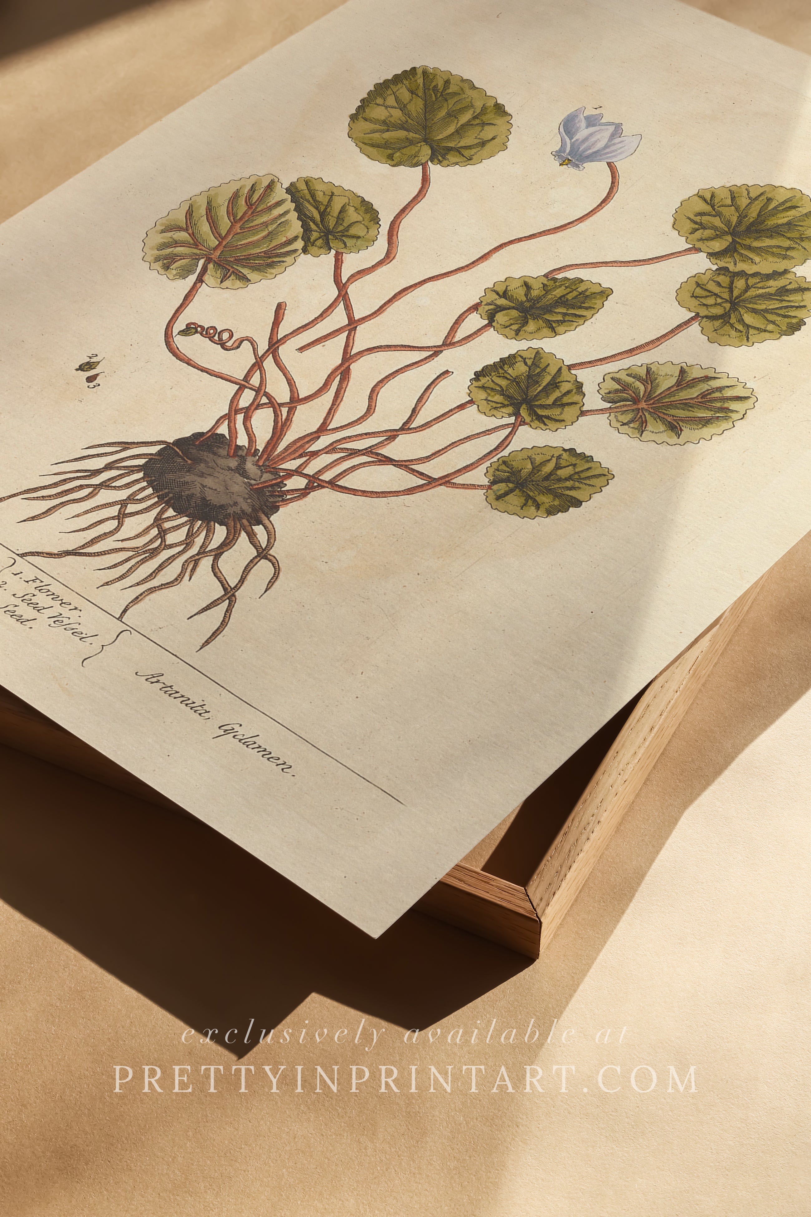 Vintage herb and flower illustration print, antique botanical artwork, elegant wall decor for home or study