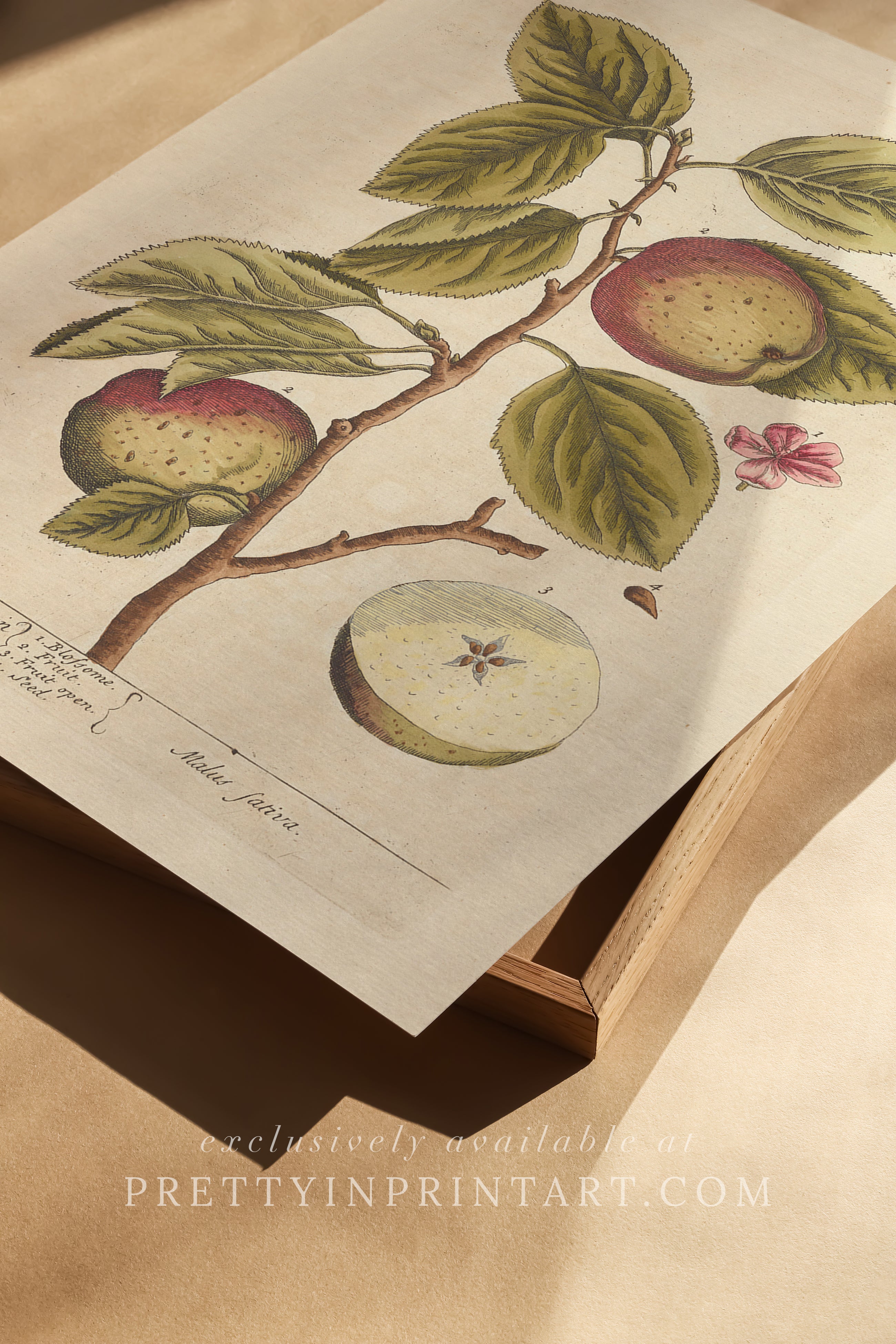 Vintage herb and flower illustration print, antique botanical artwork, elegant wall decor for home or study