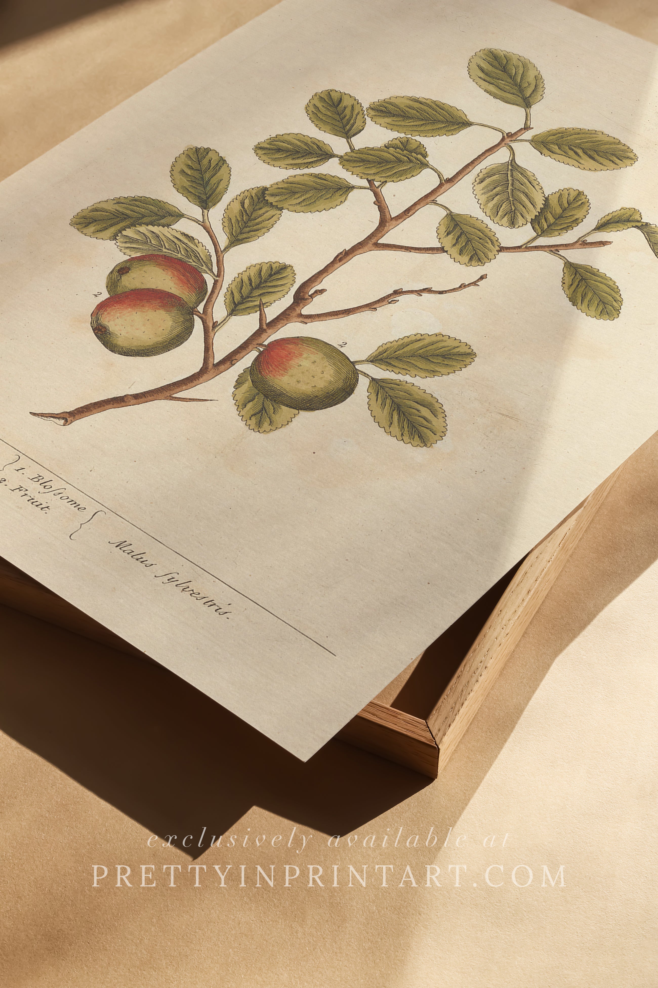 Vintage herb and flower illustration print, antique botanical artwork, elegant wall decor for home or study