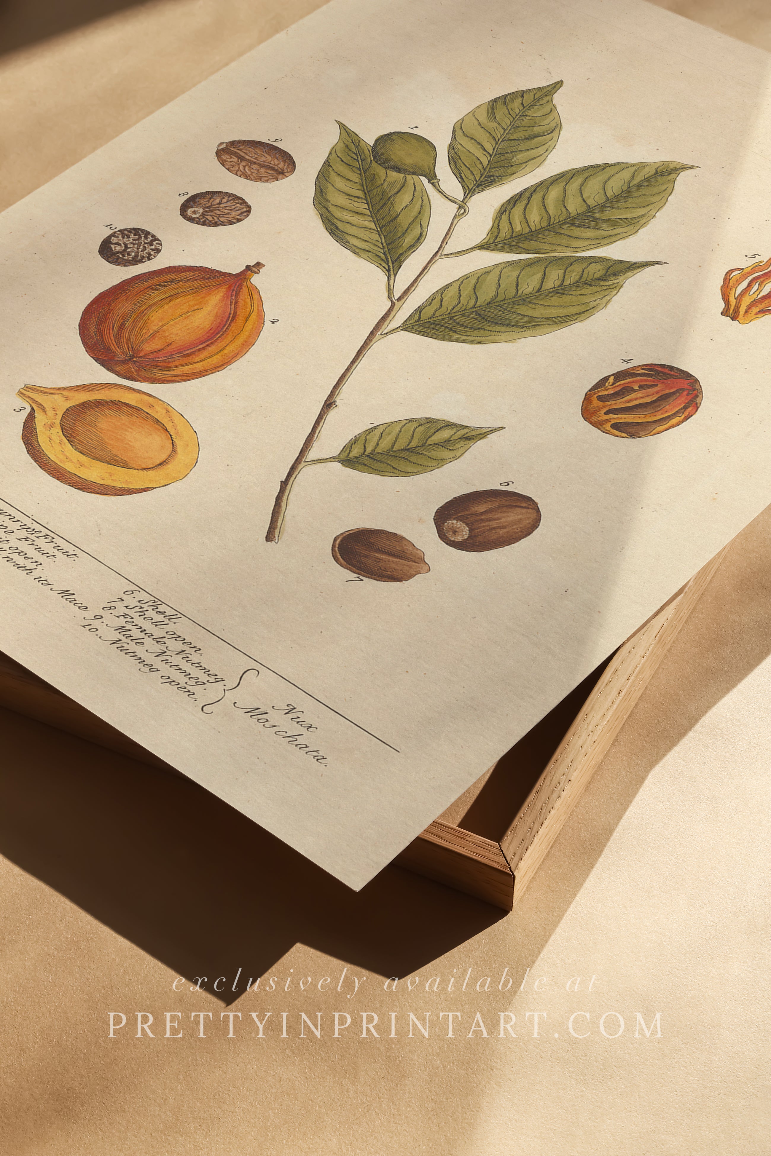 Vintage herb and flower illustration print, antique botanical artwork, elegant wall decor for home or study