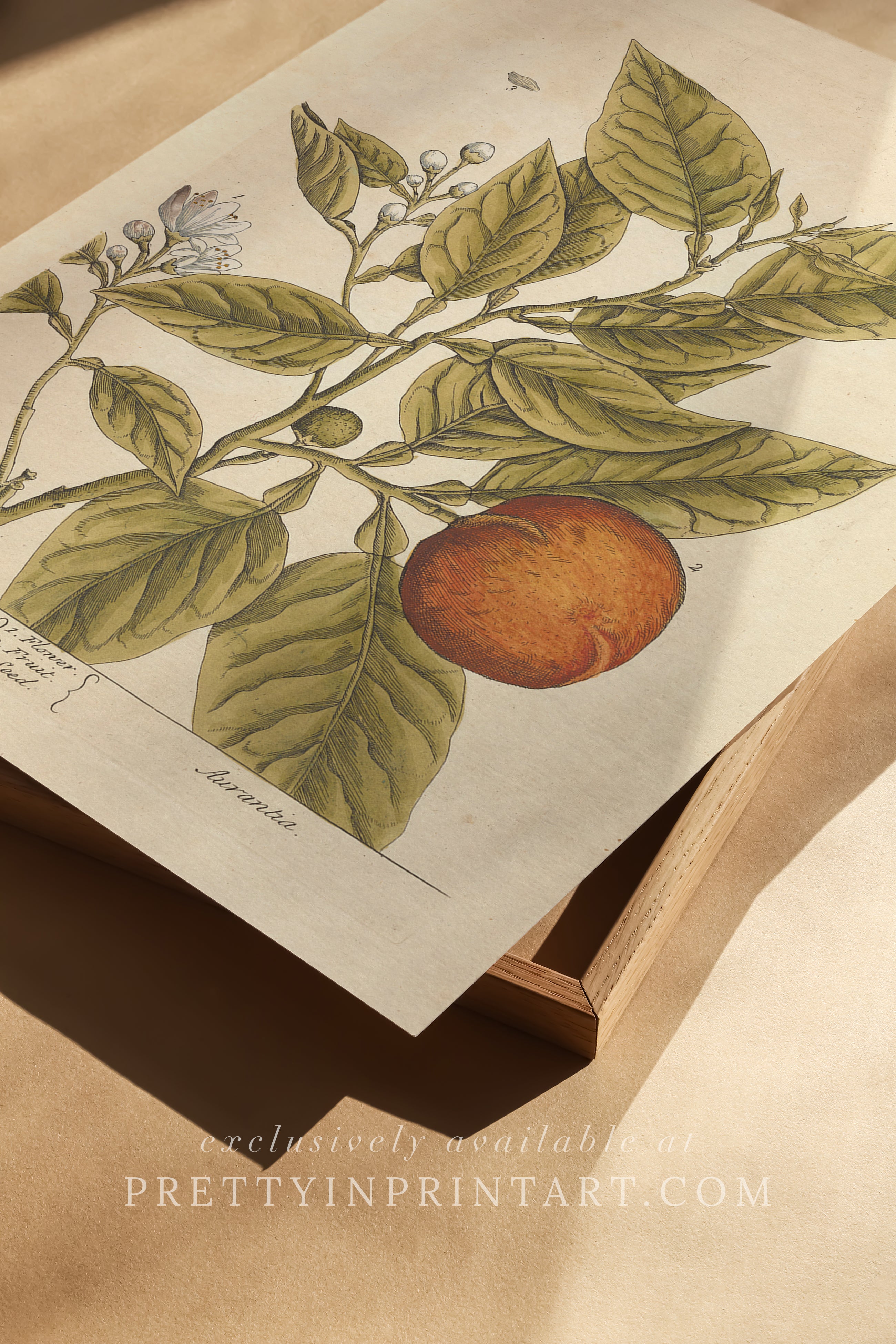 Vintage herb and flower illustration print, antique botanical artwork, elegant wall decor for home or study