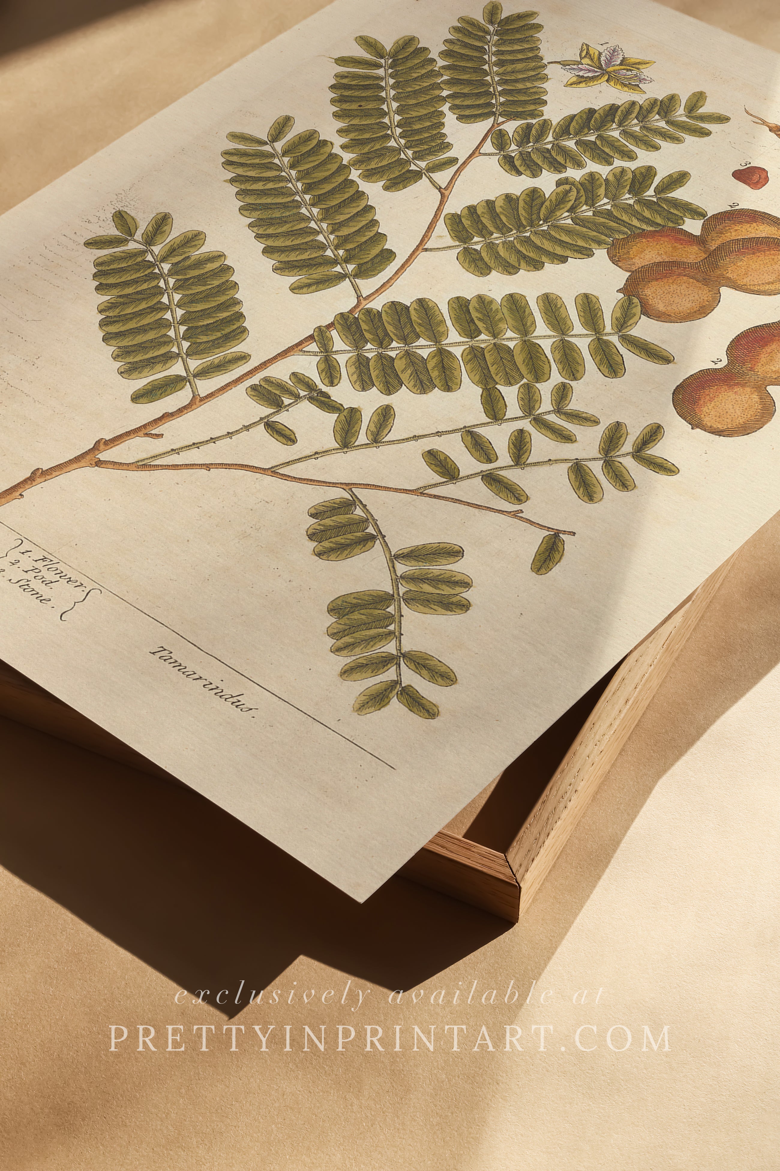 Vintage herb and flower illustration print, antique botanical artwork, elegant wall decor for home or study