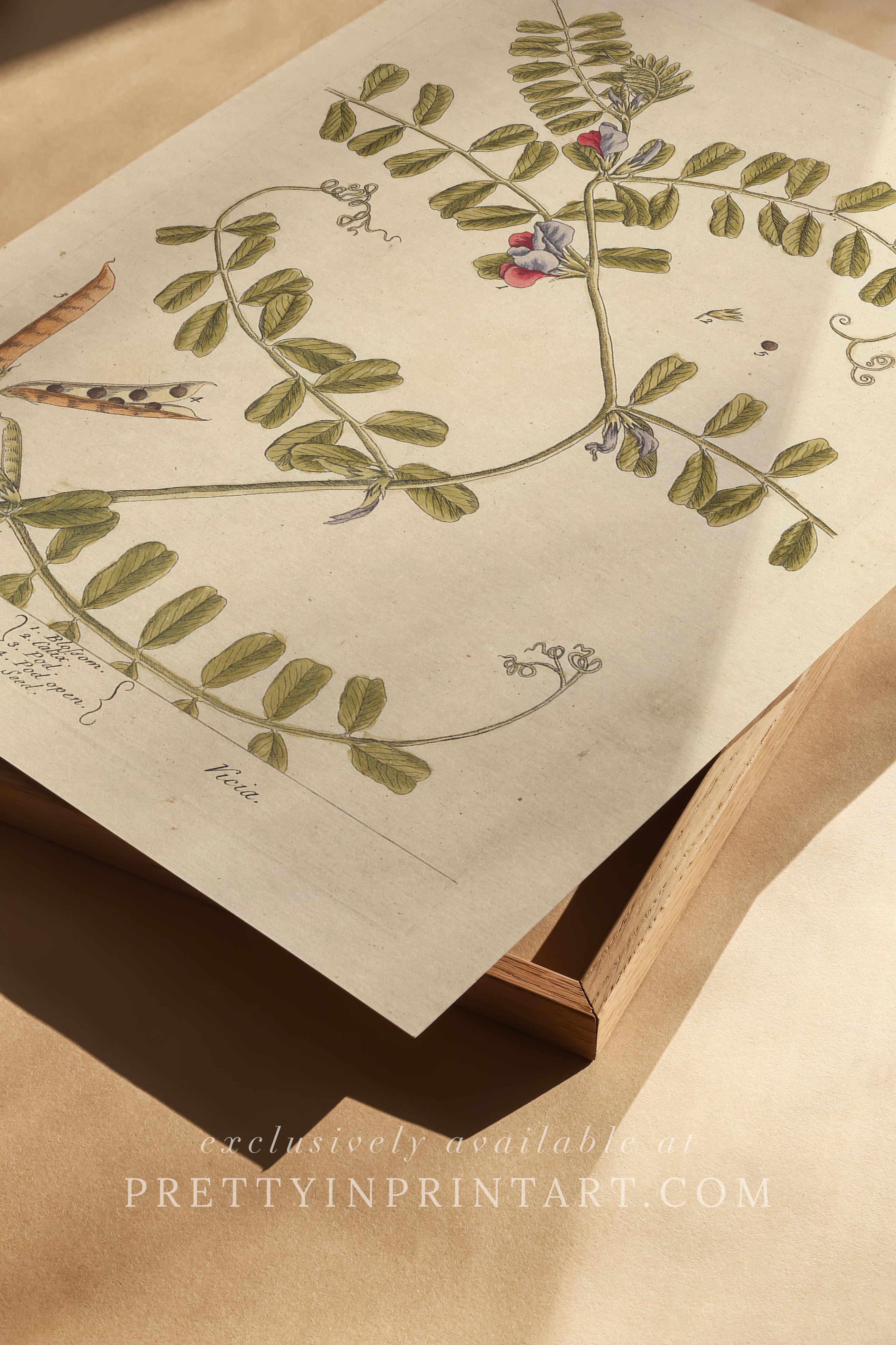 Vintage herb and flower illustration print, antique botanical artwork, elegant wall decor for home or study