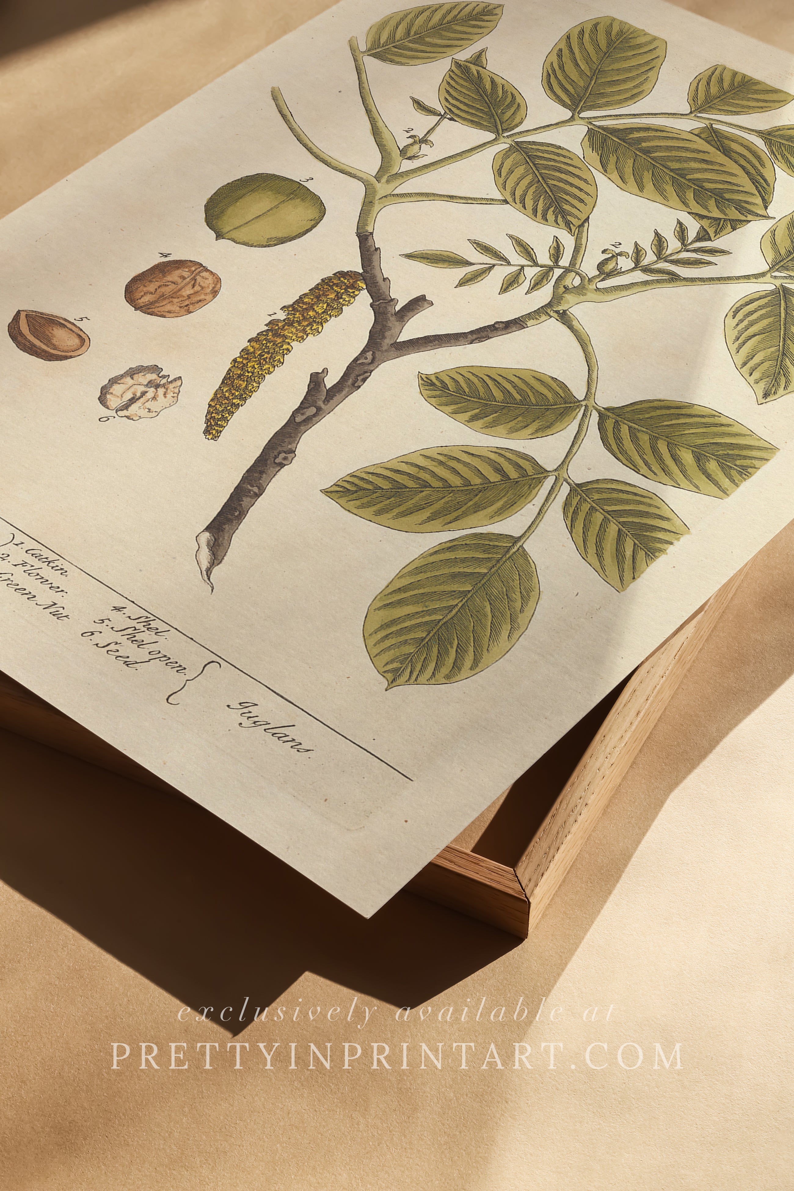 Vintage herb and flower illustration print, antique botanical artwork, elegant wall decor for home or study