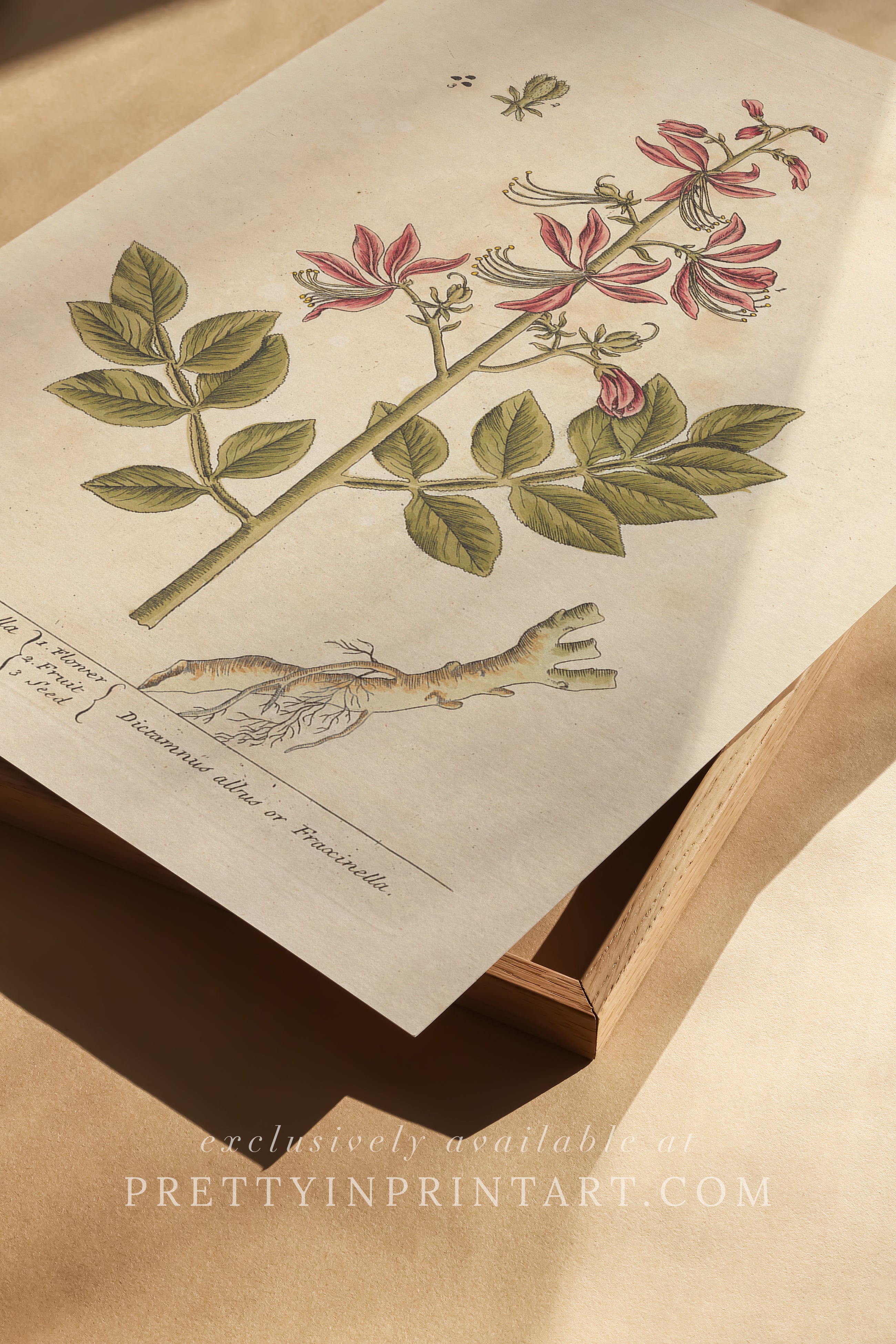 Vintage herb and flower illustration print, antique botanical artwork, elegant wall decor for home or study