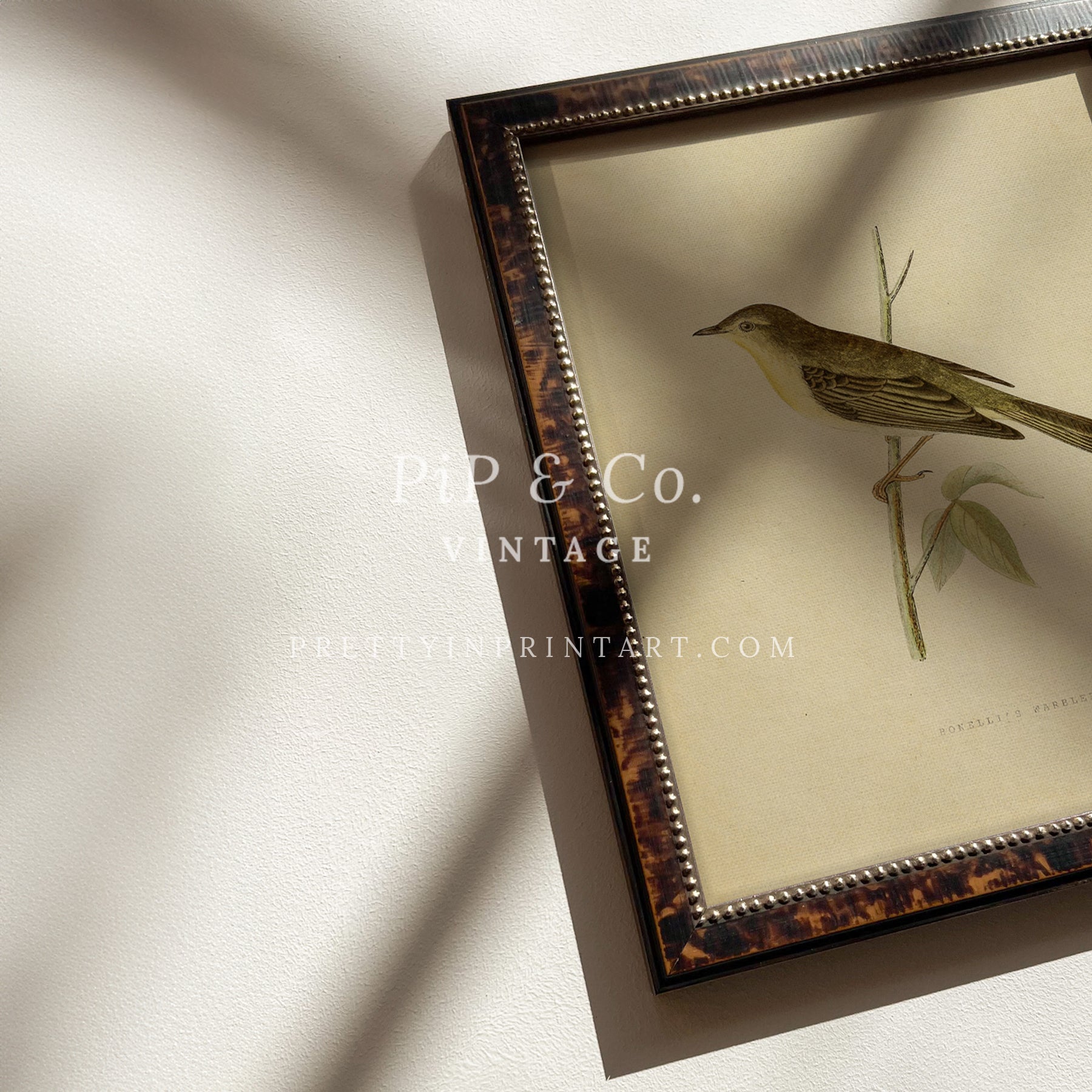 Framed Vintage Bird Art; Warbler 001 (BRN-TOR-2124)