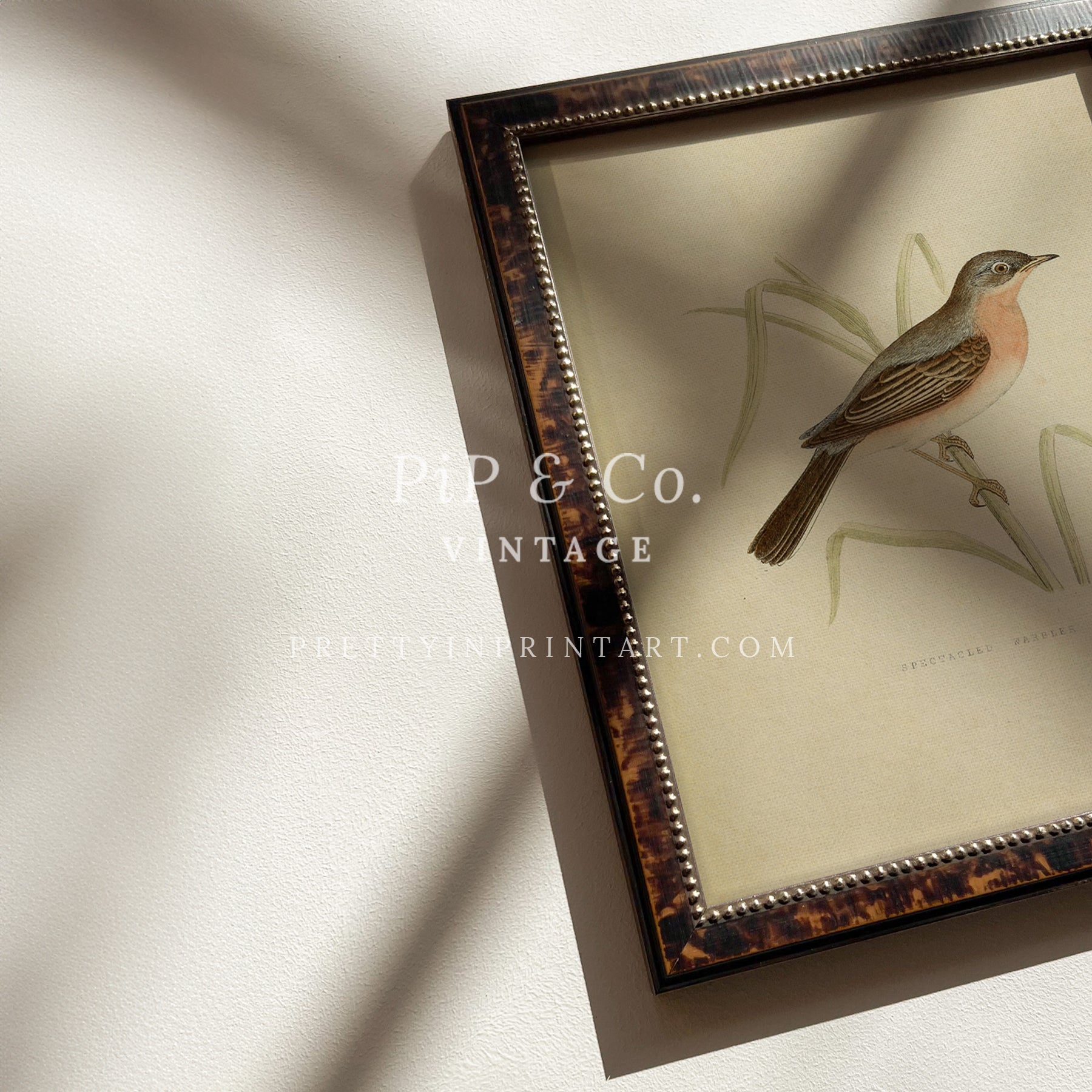 Framed Vintage Bird Art; Warbler 001 (BRN-TOR-2124)
