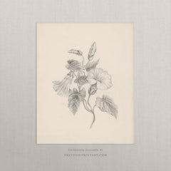 Vintage Flower Pencil Drawing Art Print – Botanical Wall Art, Unframed (002)
