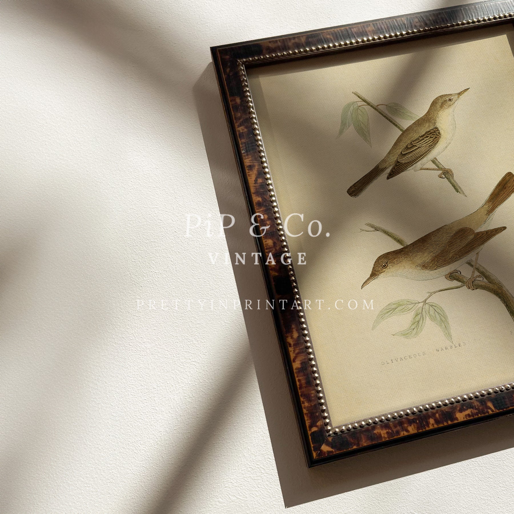 Framed Vintage Bird Art; Warbler 001 (BRN-TOR-2124)