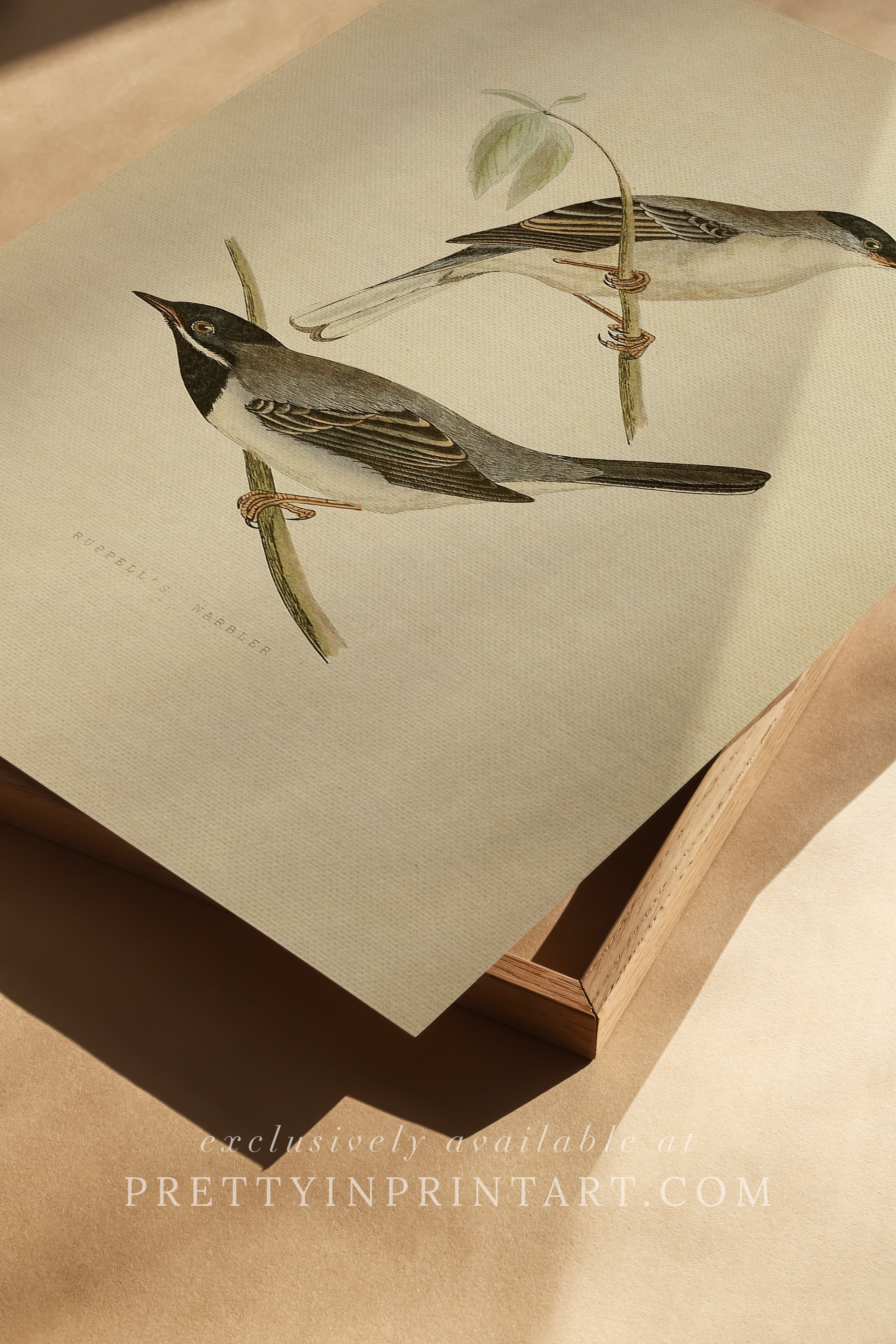 Vintage Bird Print – Nature Illustration Wall Decor 004 |  Unframed