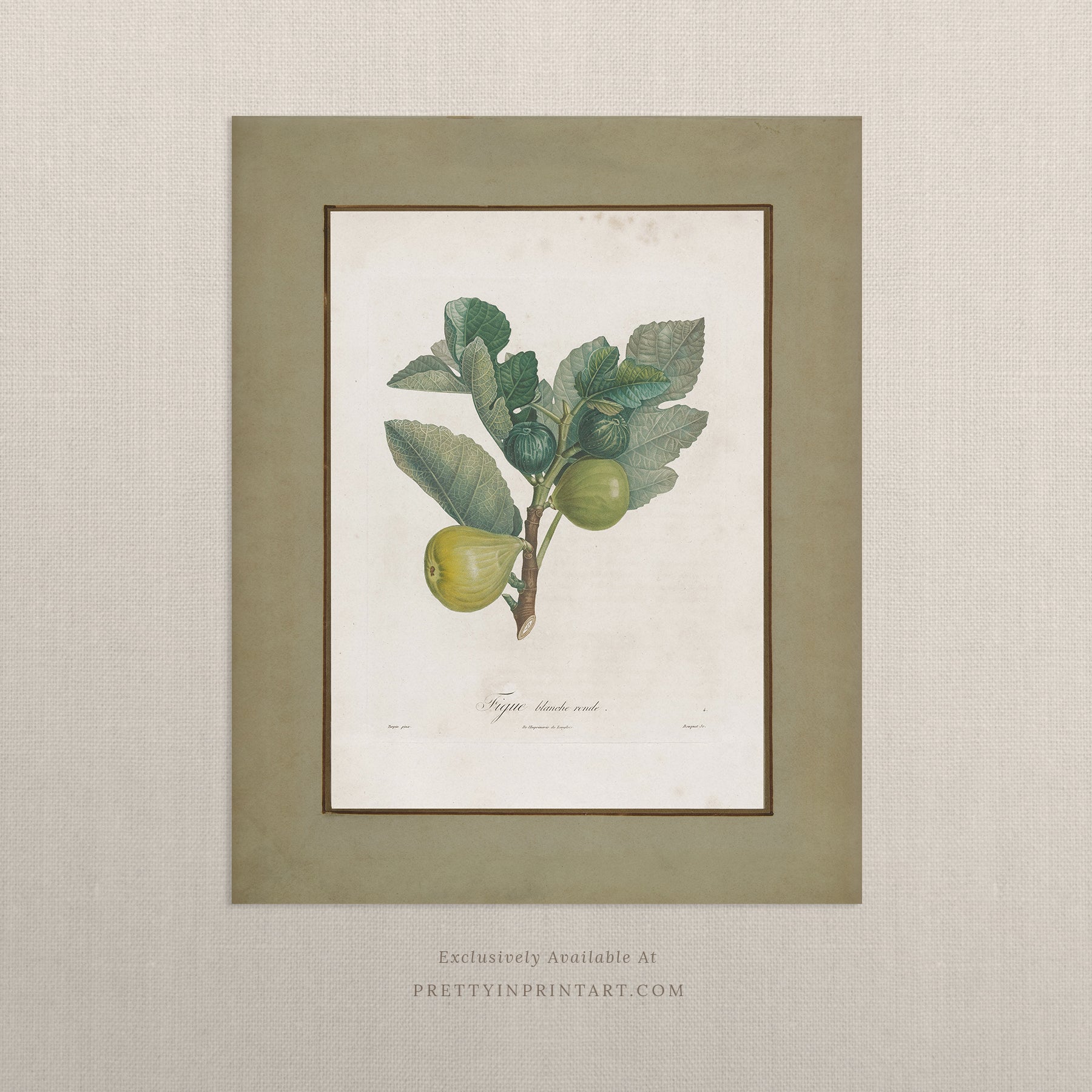 Vintage botanical art print of a fig plant with detailed antique illustration of leaves and fruit