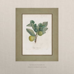 Vintage Fig Plant Botanical Art Print – Antique Style Wall Art, Unframed