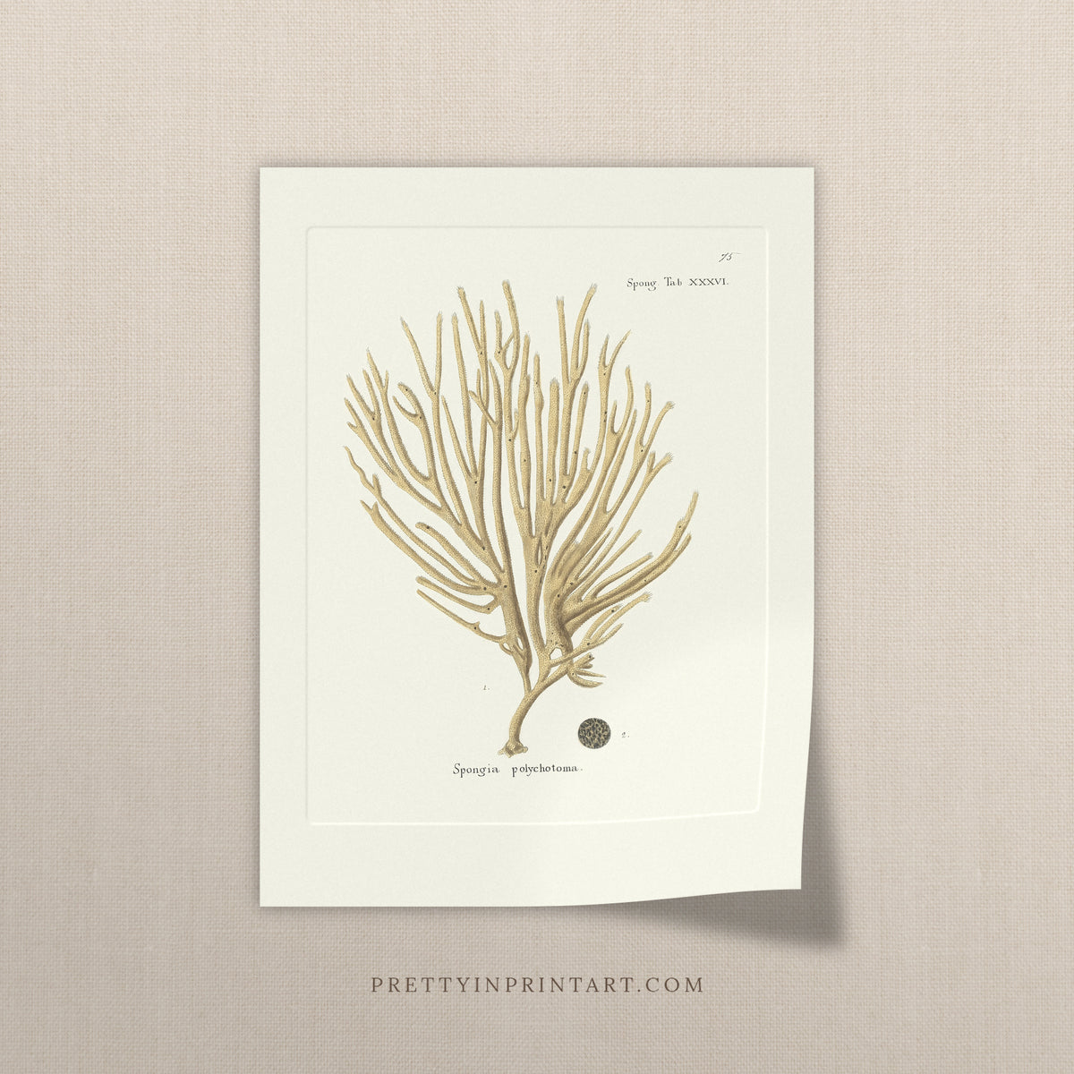 Vintage sand branching sponge art print, antique sea sponge wall art on linen