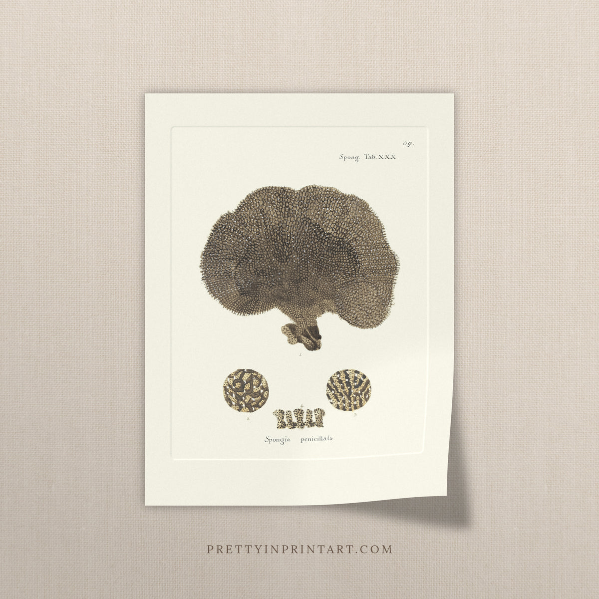 Vintage brown cushion sponge art print, antique sea sponge wall art on linen