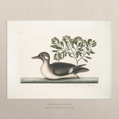 Vintage Duck Art Print – Antique Natural History Wall Art, Unframed (003481)