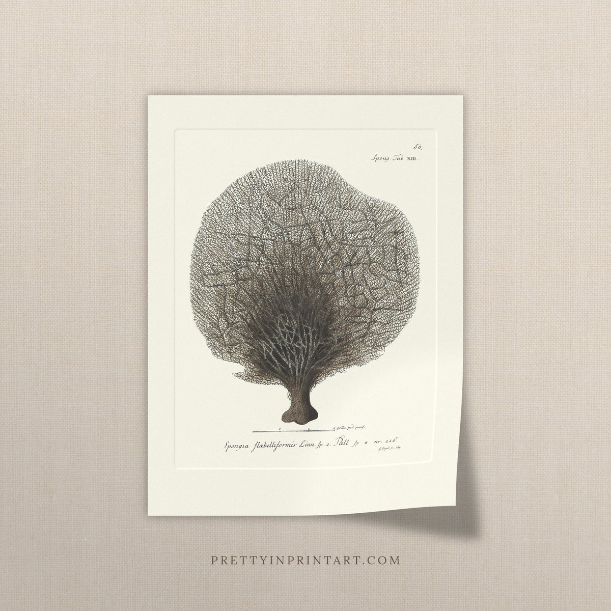Vintage dark fan sponge art print, antique sea sponge wall art on linen