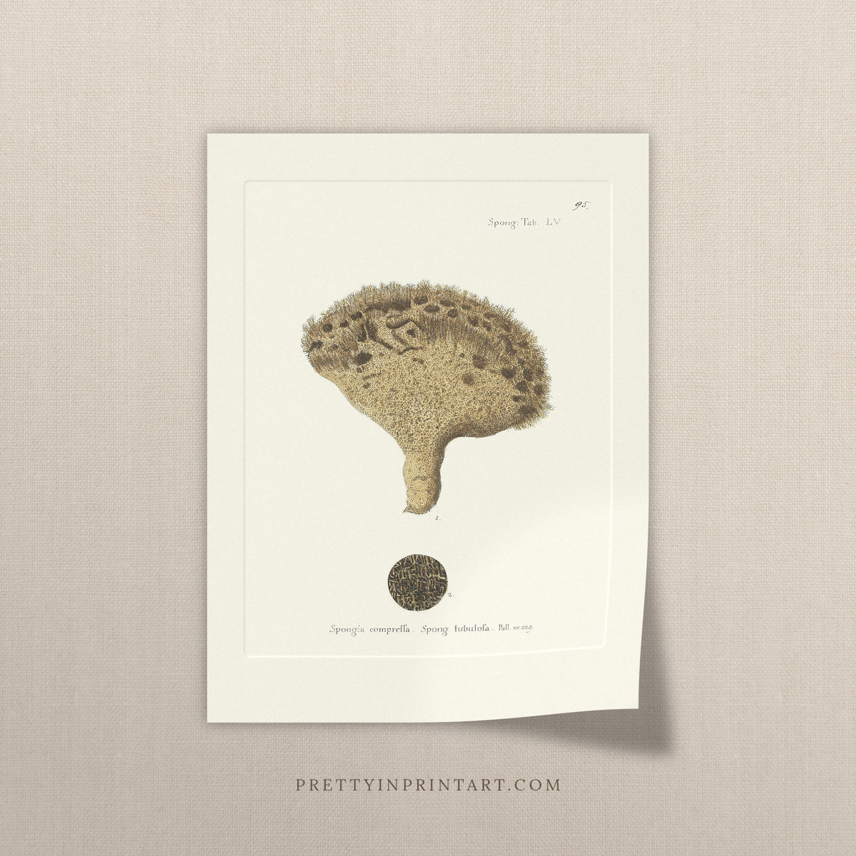 Vintage golden mushroom sponge art print, antique sea sponge wall art on linen
