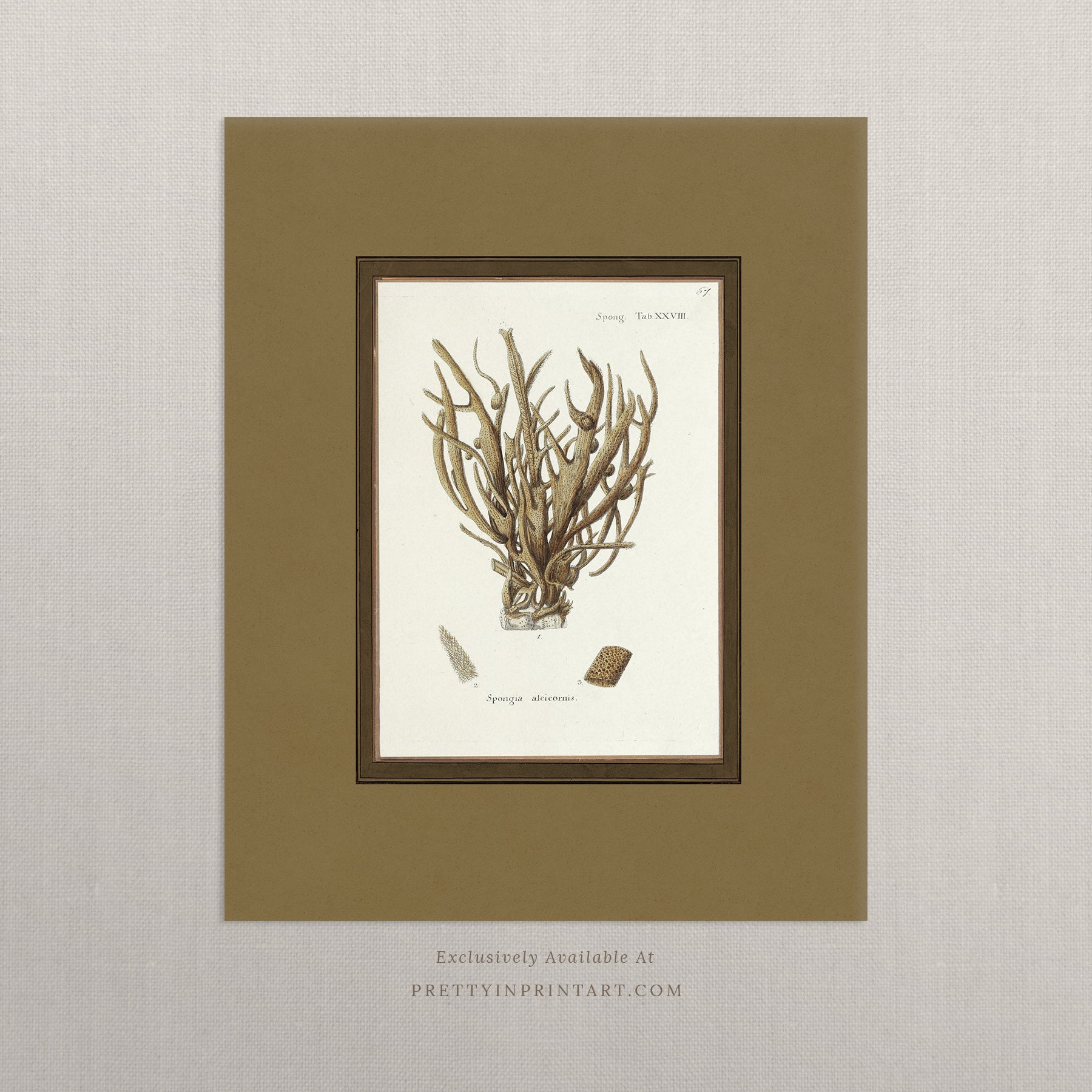 Vintage sea sponge still life botanical art print unframed