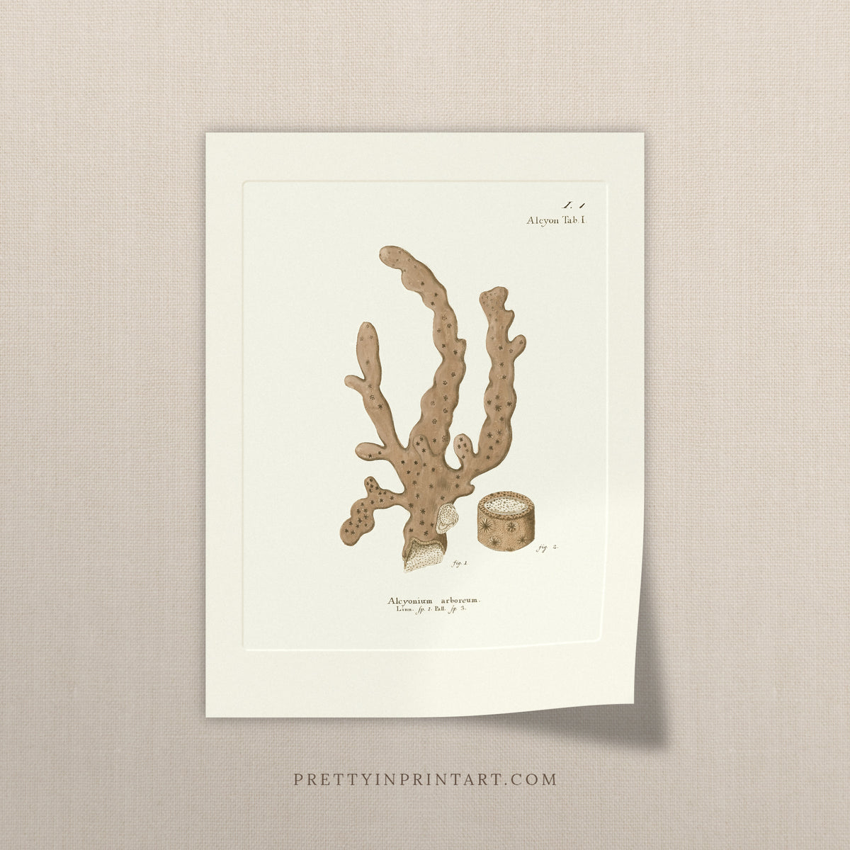 Vintage sepia tree coral art print, antique coral wall art on linen