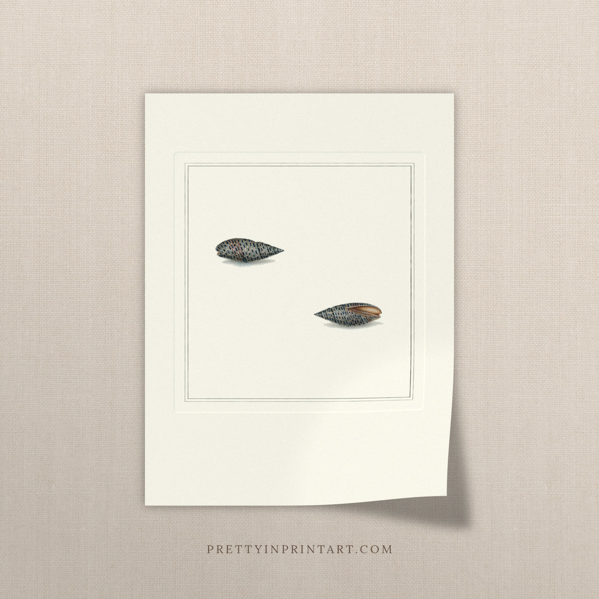 Vintage speckled mitre shells print, unframed, on a linen background