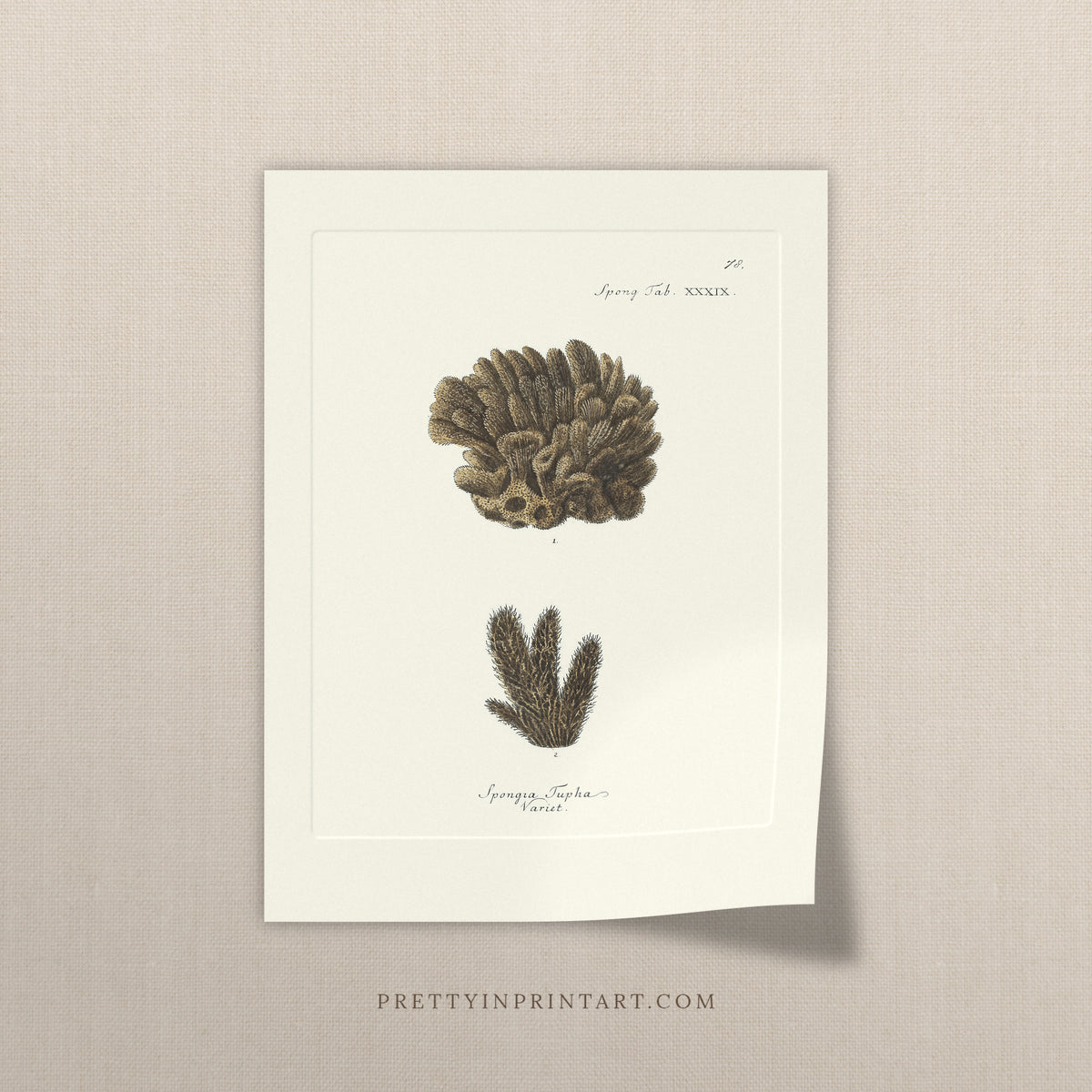 Vintage tufted sponge art print, antique sea sponge wall art on linen