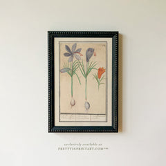 Vintage Crocus Botanical Art Print – Framed in Black Beaded Frame (002)