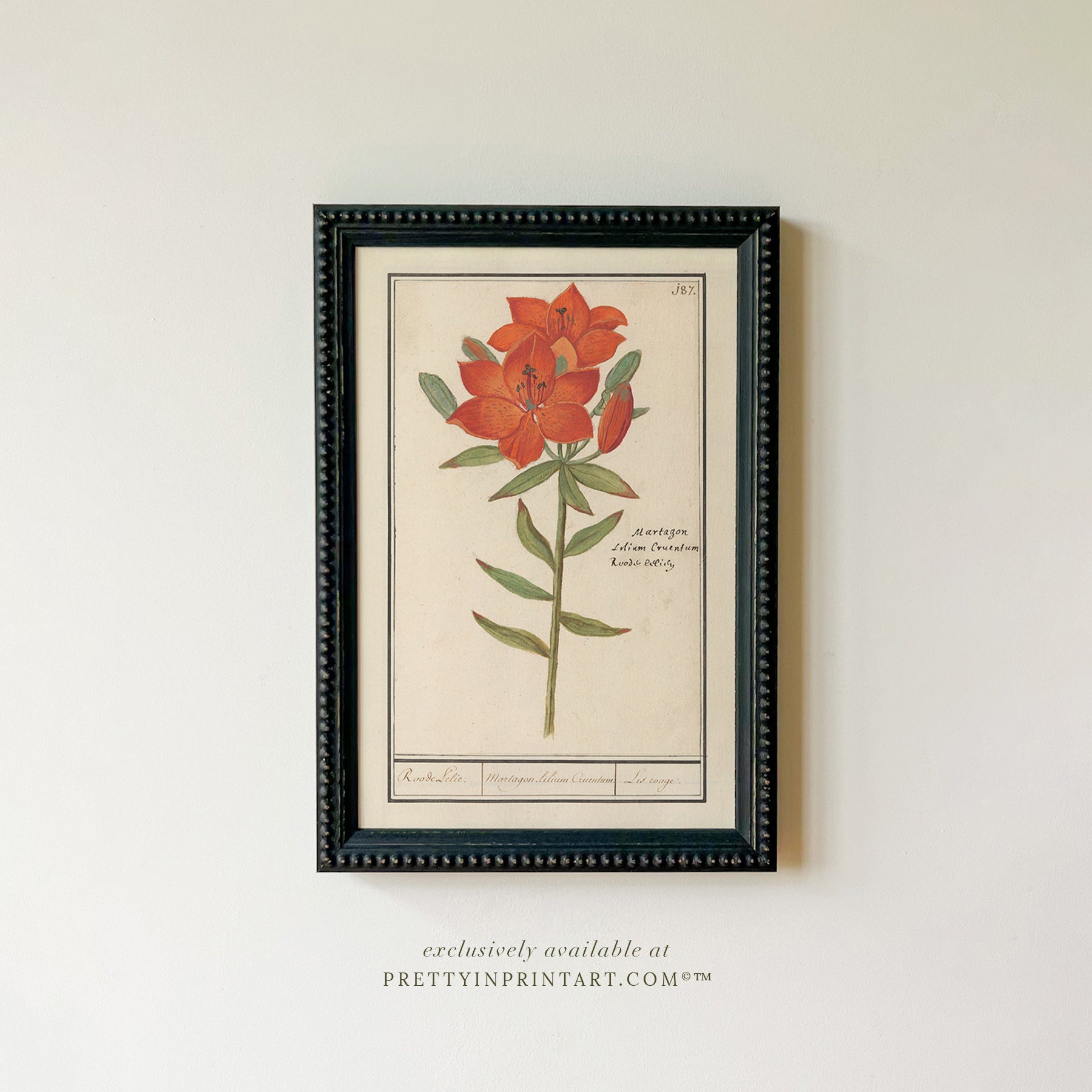 Framed Vintage Flower Art | 005