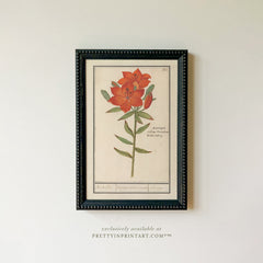 Framed Vintage Flower Art | 005