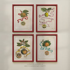 Framed Vintage Citrus Fruit Prints – Hand-Painted Red Farrow & Ball Frames