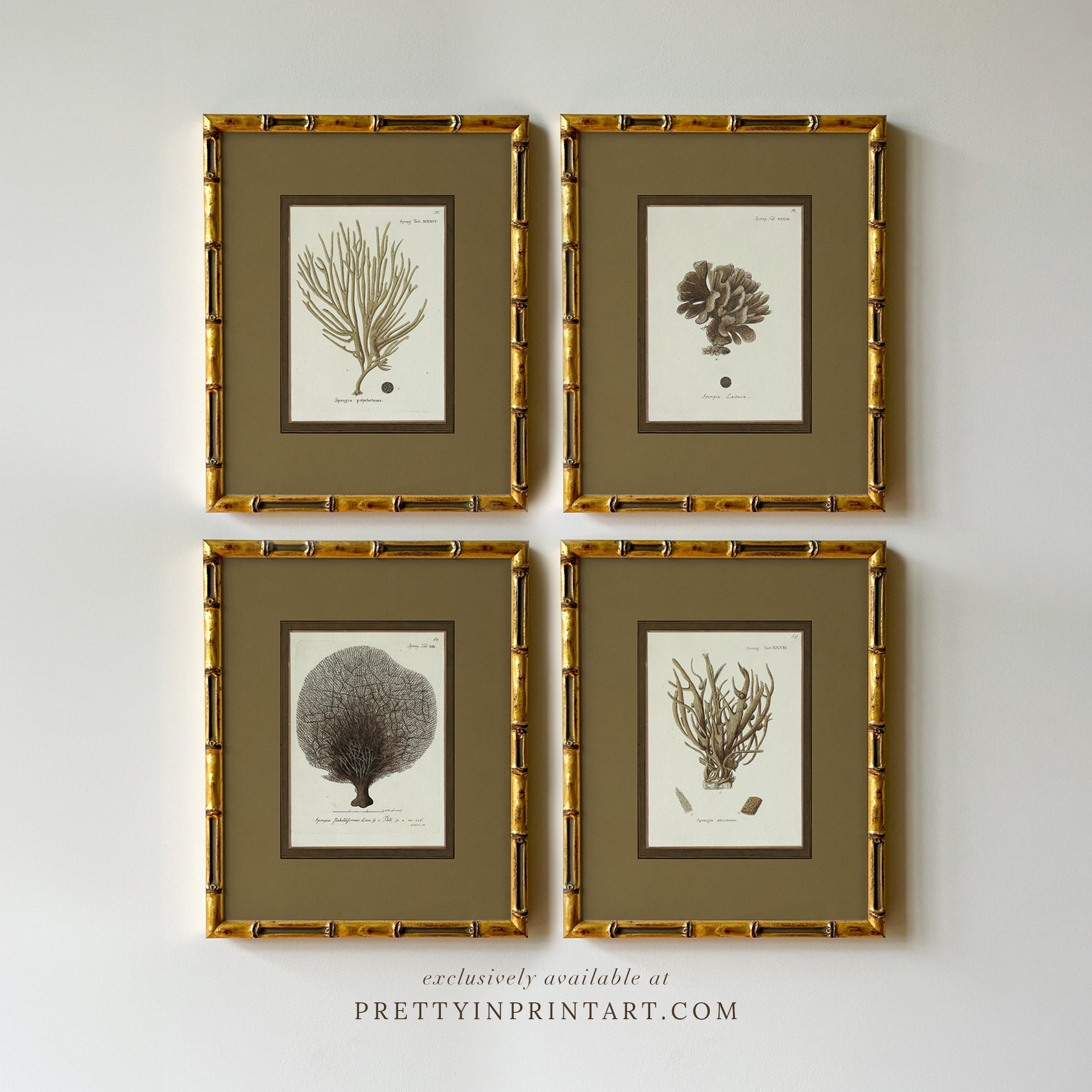 Vintage sea sponge still life botanical art print in gold bamboo frame