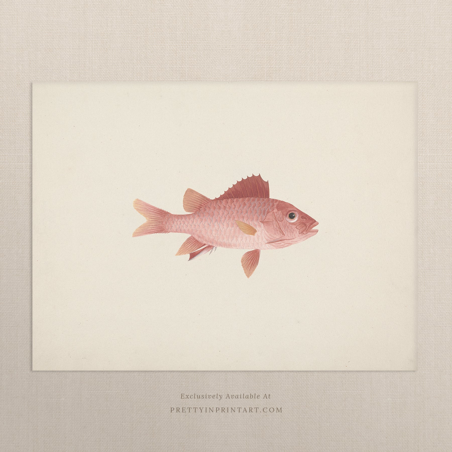 Vintage Fish Art Print 00701 |  Unframed