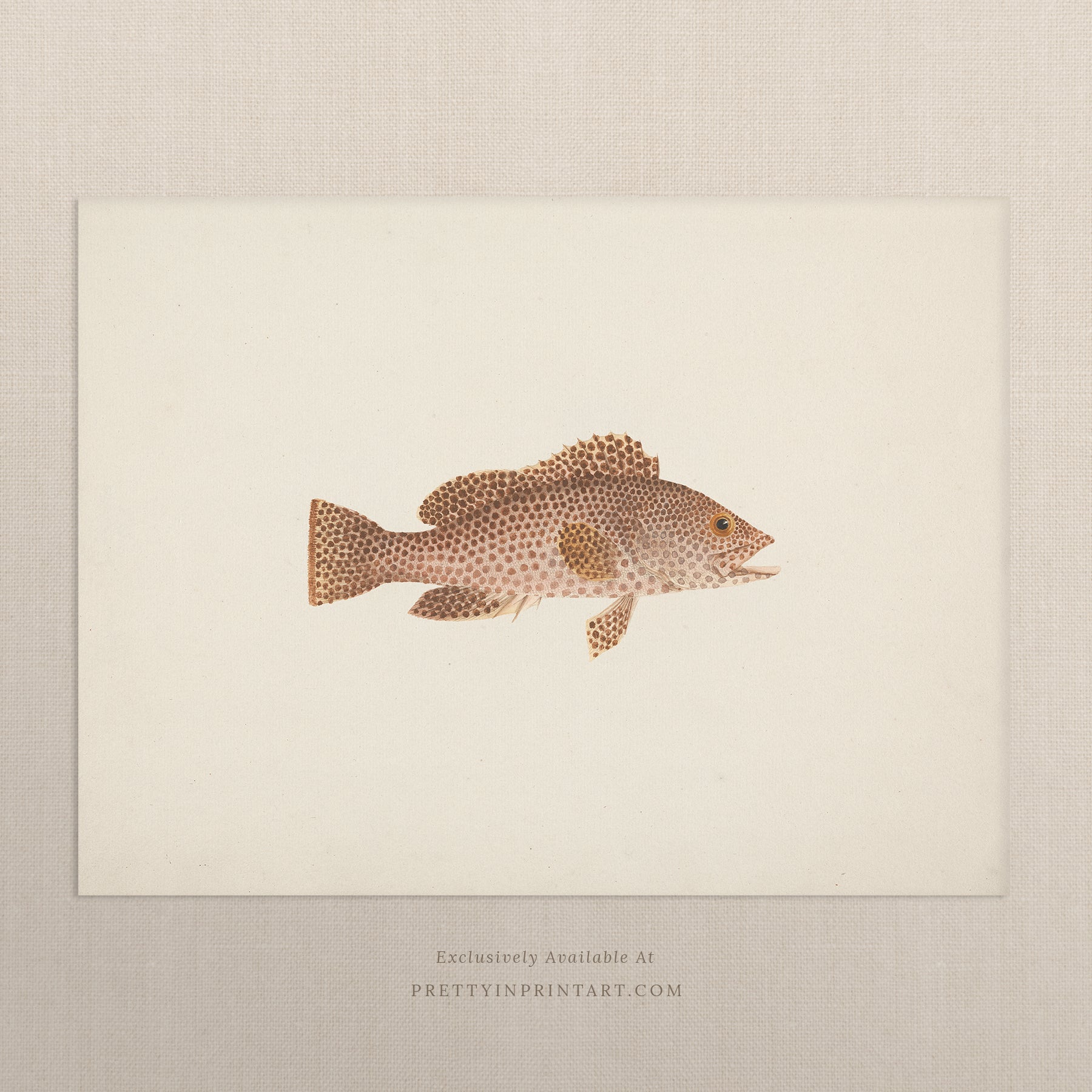 Vintage Fish Art Print 00703 |  Unframed