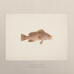 Vintage Spotty Brown Fish Art Print – Antique Style Wall Art, Unframed (00703)