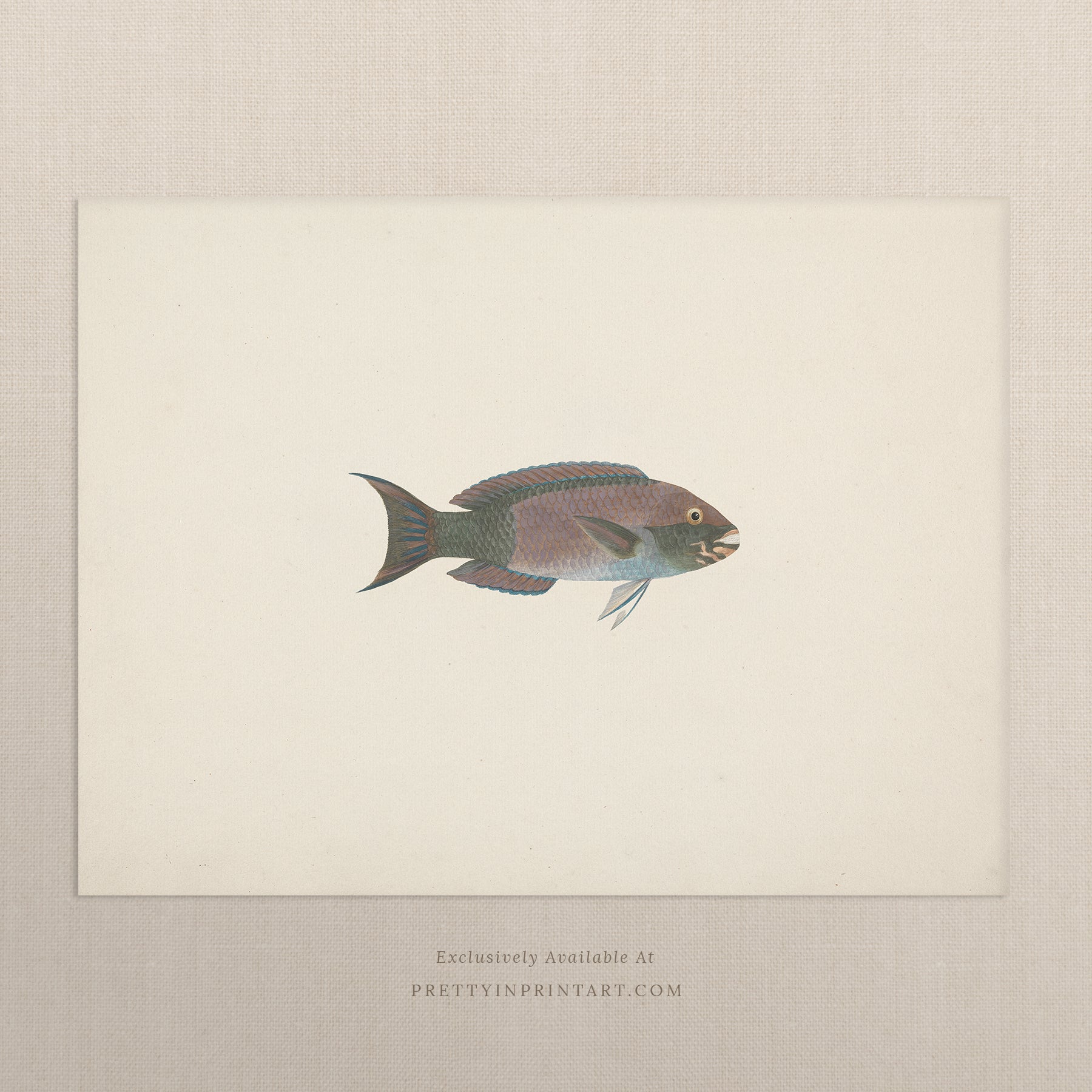 Vintage Fish Art Print 00704 |  Unframed