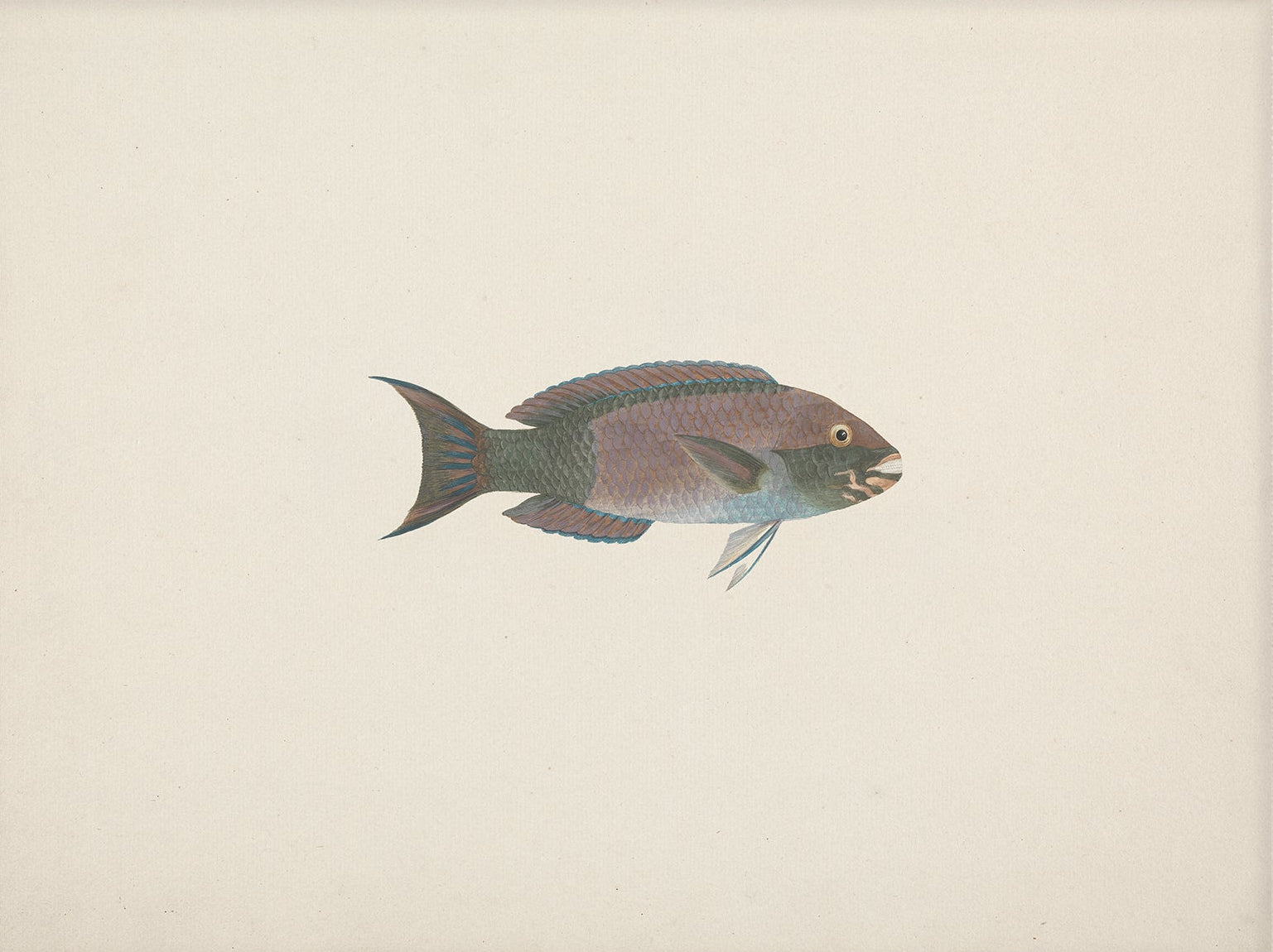 Vintage Fish Art Print 00704 |  Unframed