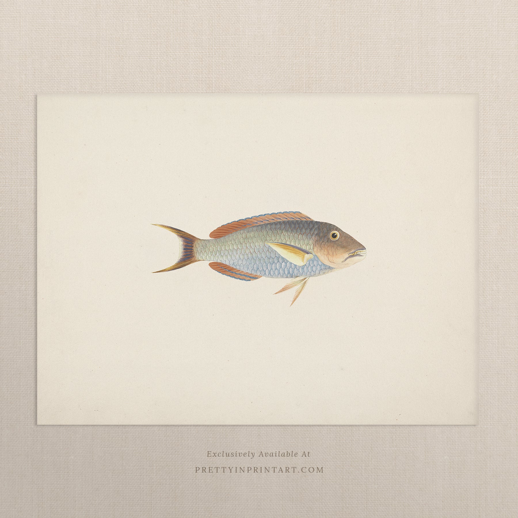 Vintage Fish Art Print 00706 |  Unframed
