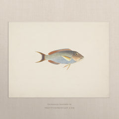 Vintage Blue Tropical Fish Art Print – Antique Style Coastal Wall Art, Unframed (00706)