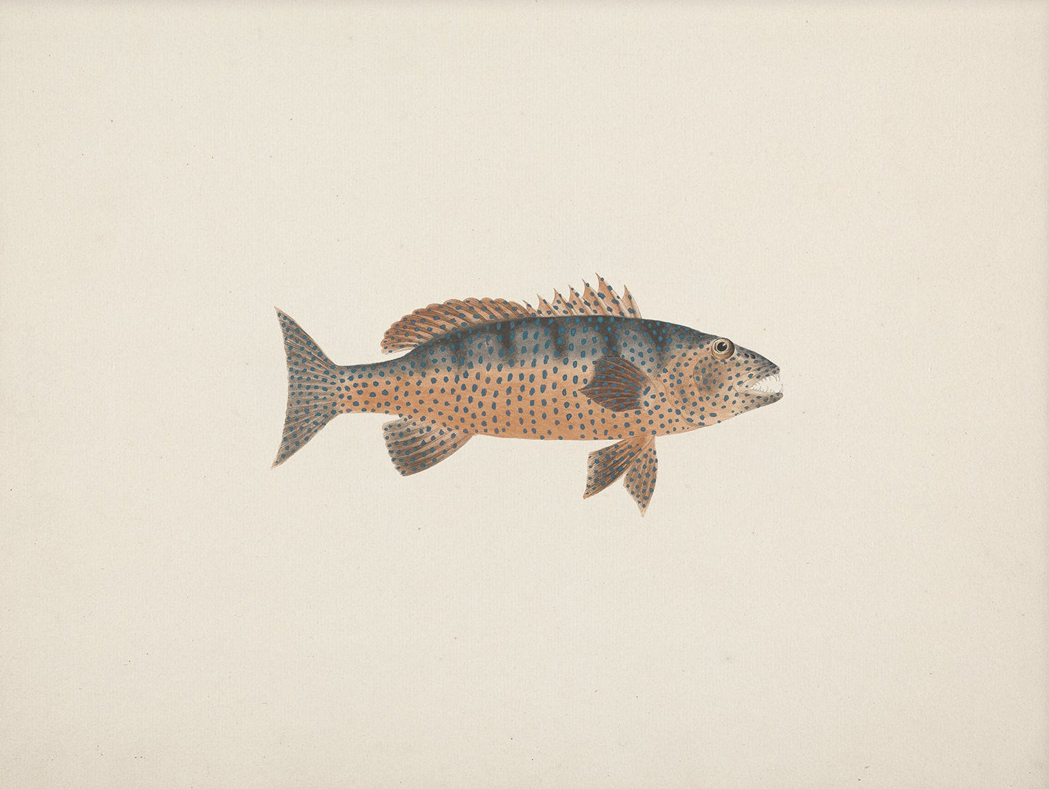 Vintage Fish Art Print 00707 |  Unframed