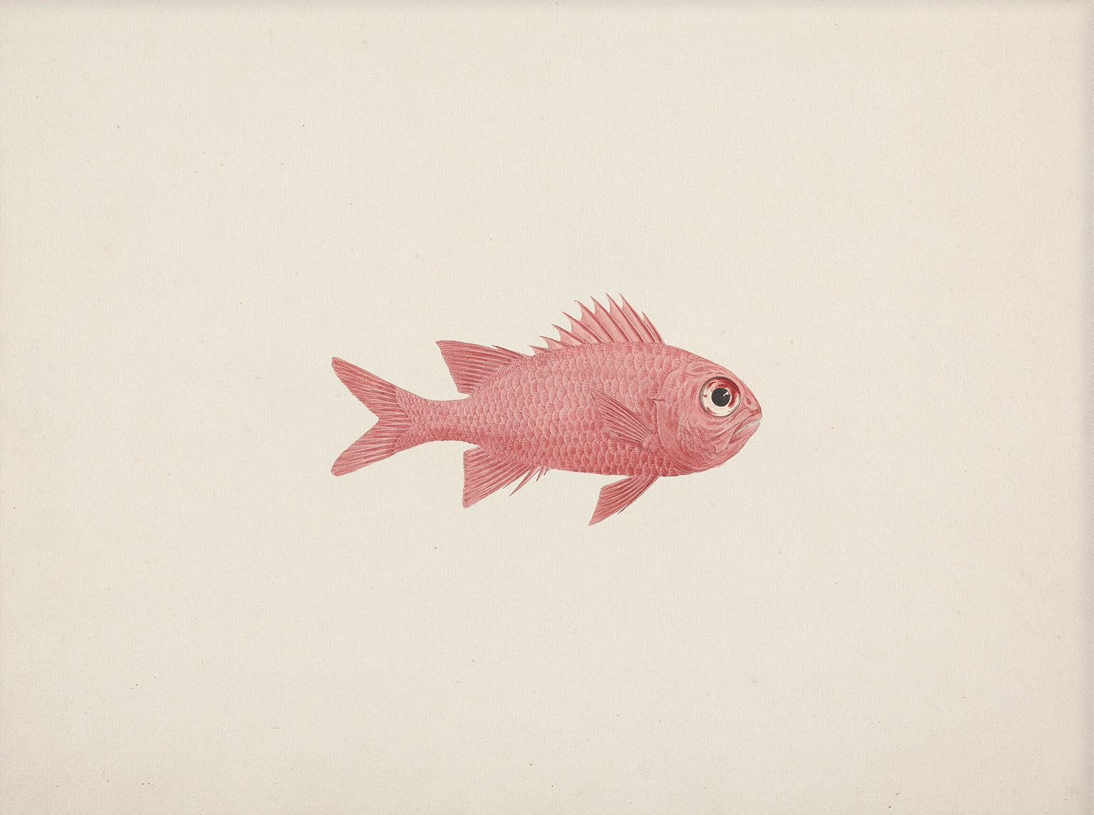 Vintage Fish Art Print 00709 |  Unframed