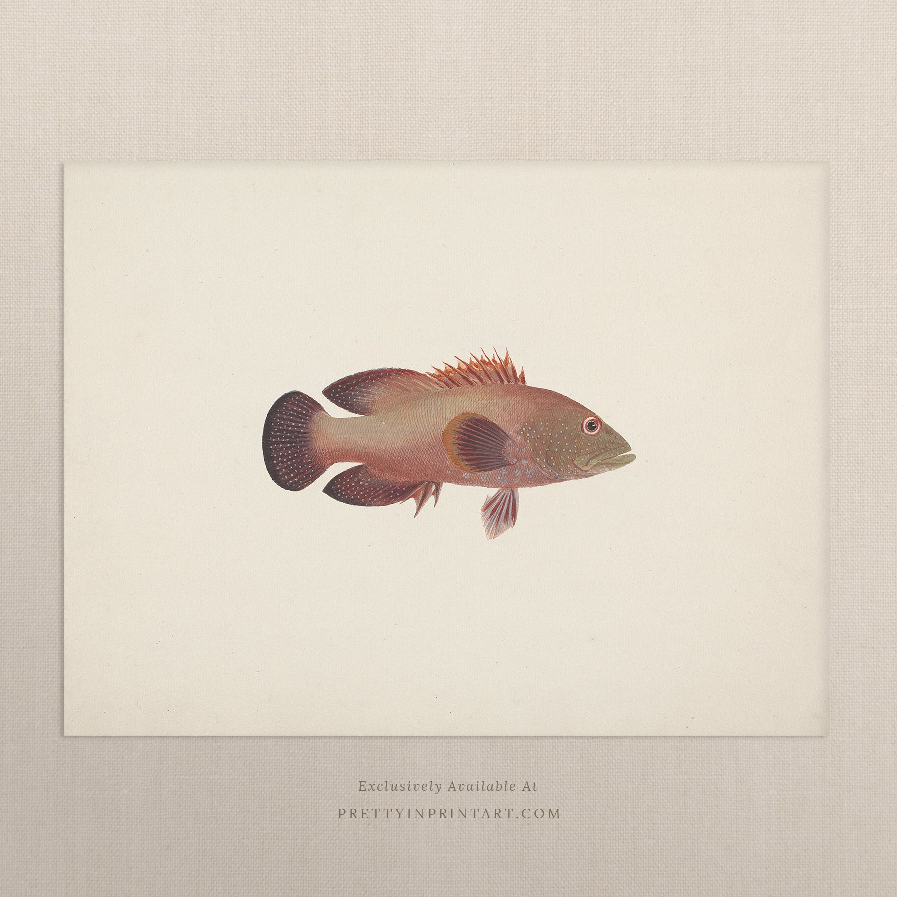Vintage Fish Art Print 00710 |  Unframed