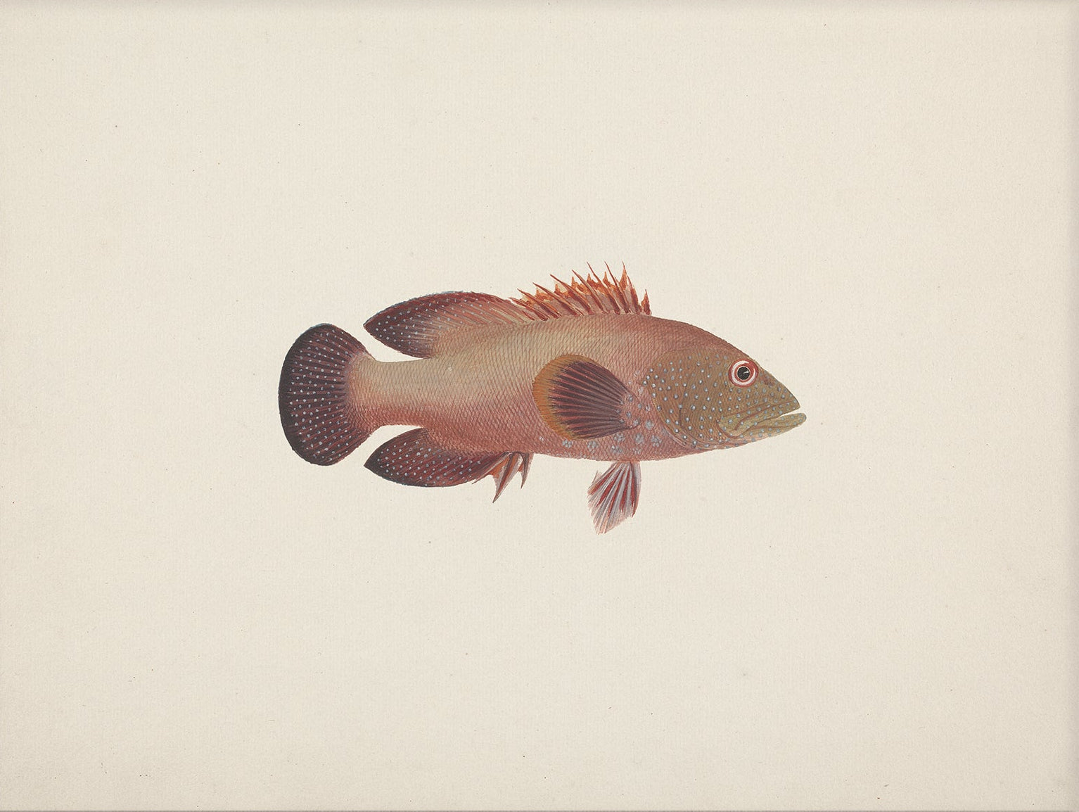 Vintage Fish Art Print 007010 |  Unframed