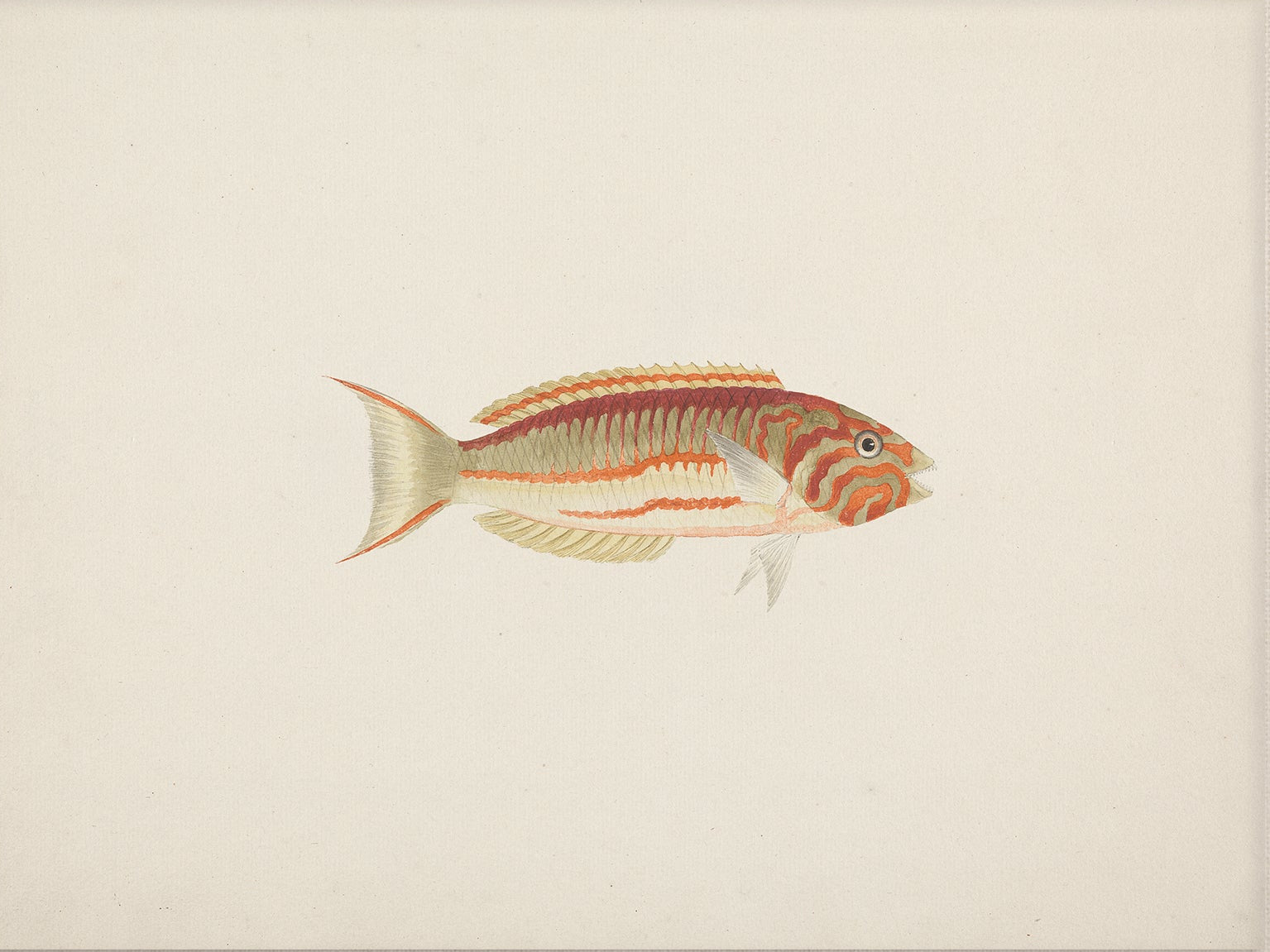 Vintage Fish Art Print 007011 |  Unframed