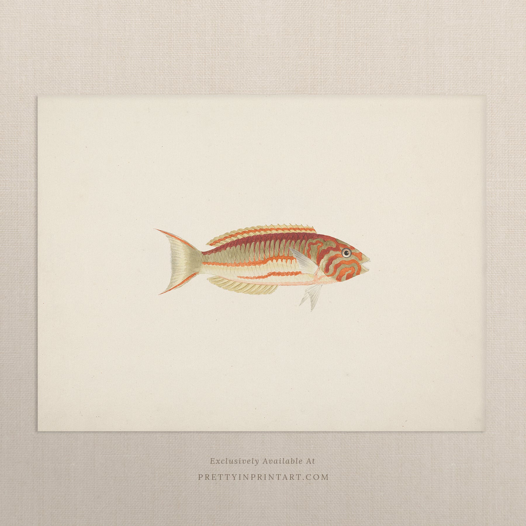 Vintage Fish Art Print 00711 |  Unframed