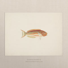 Vintage Yellow & Red Fish Art Print – Antique Style Wall Art, Unframed (007011)