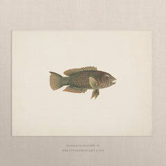 Vintage Green Fish Art Print – Antique Style Wall Art, Unframed (007012)