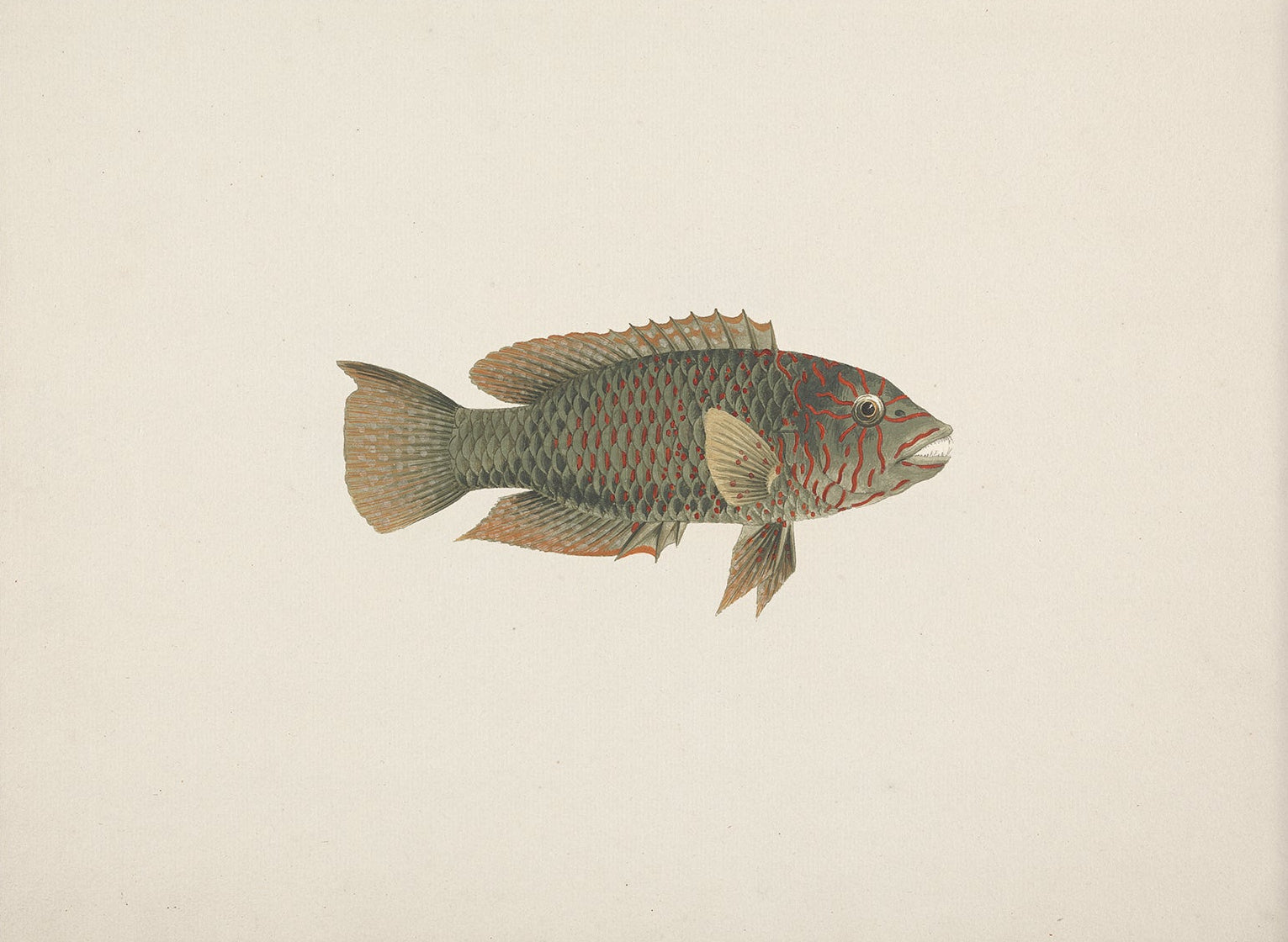 Vintage Fish Art Print 007012 |  Unframed